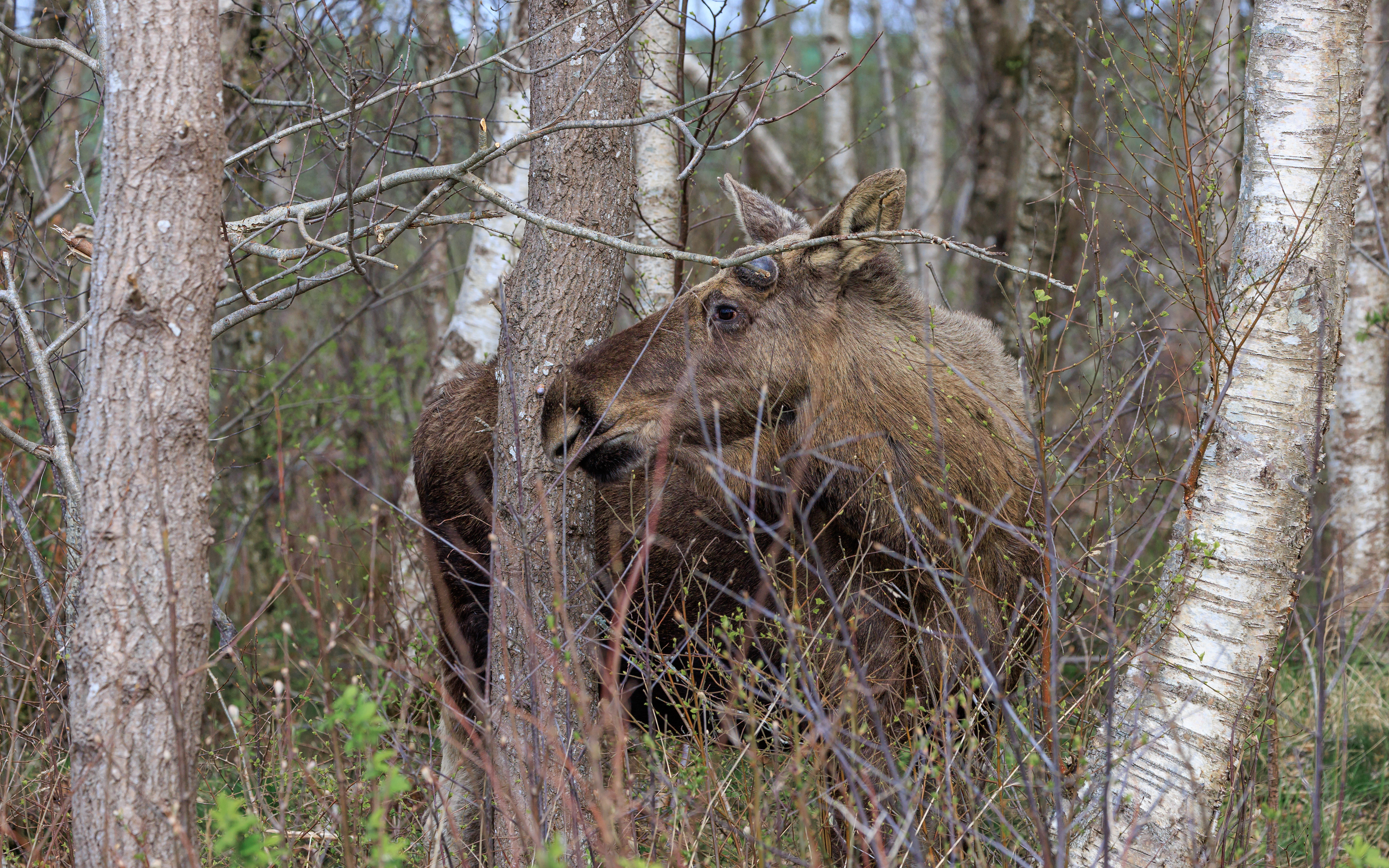 Elg i Lille Vildmose. 14. april