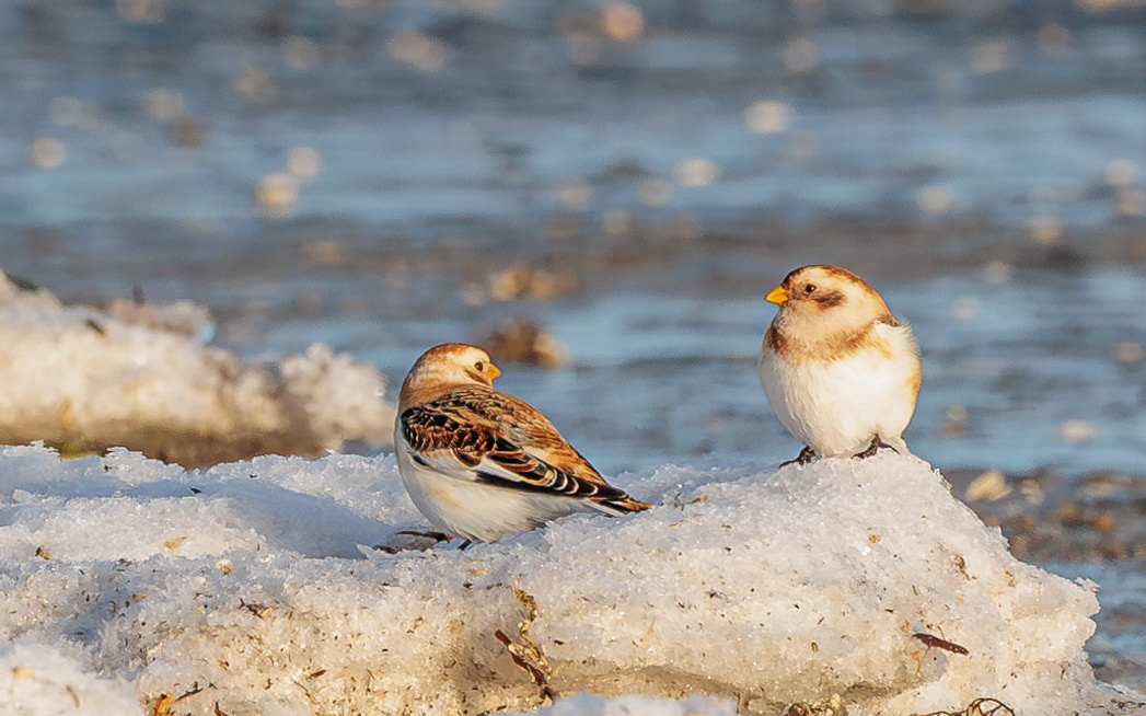 Snespurve på Jerup Strand
