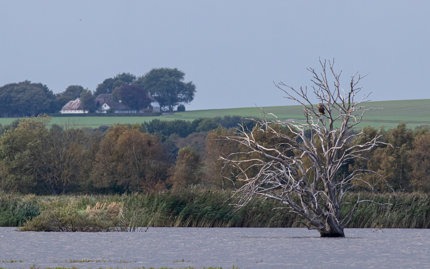 Havørn i skarvtræet - Birkesø, Lille Vildmose