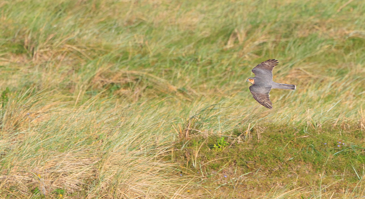 Spurvehøg (han) på vej mod Øresund