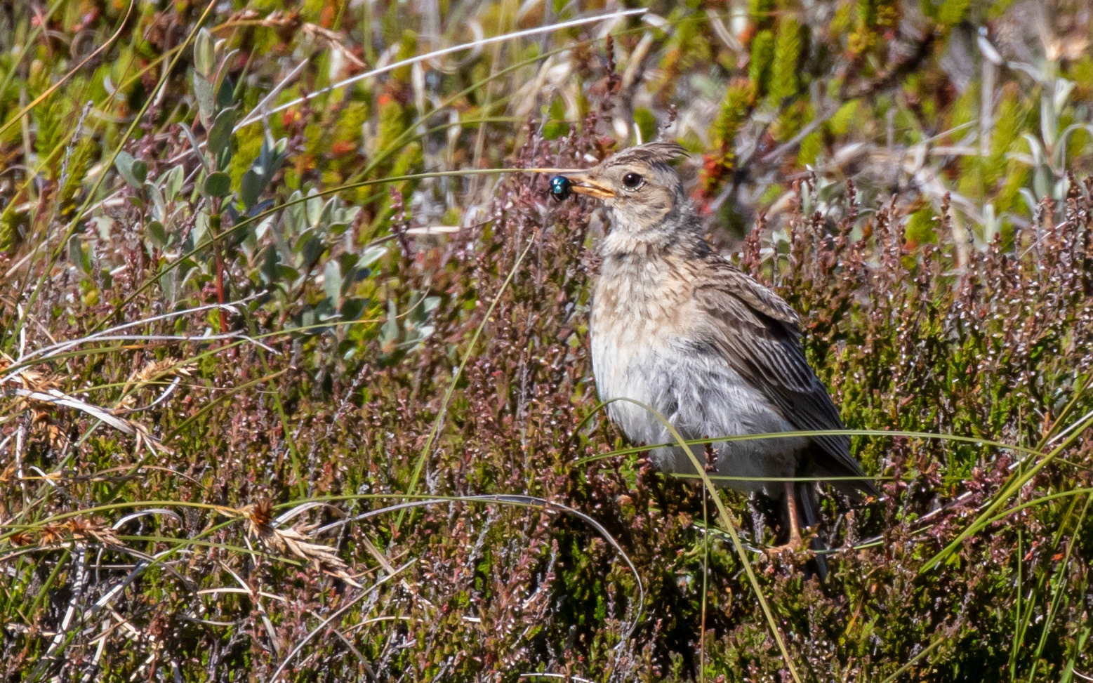 Sanglærke klar til fodring - Raabjerg Hede