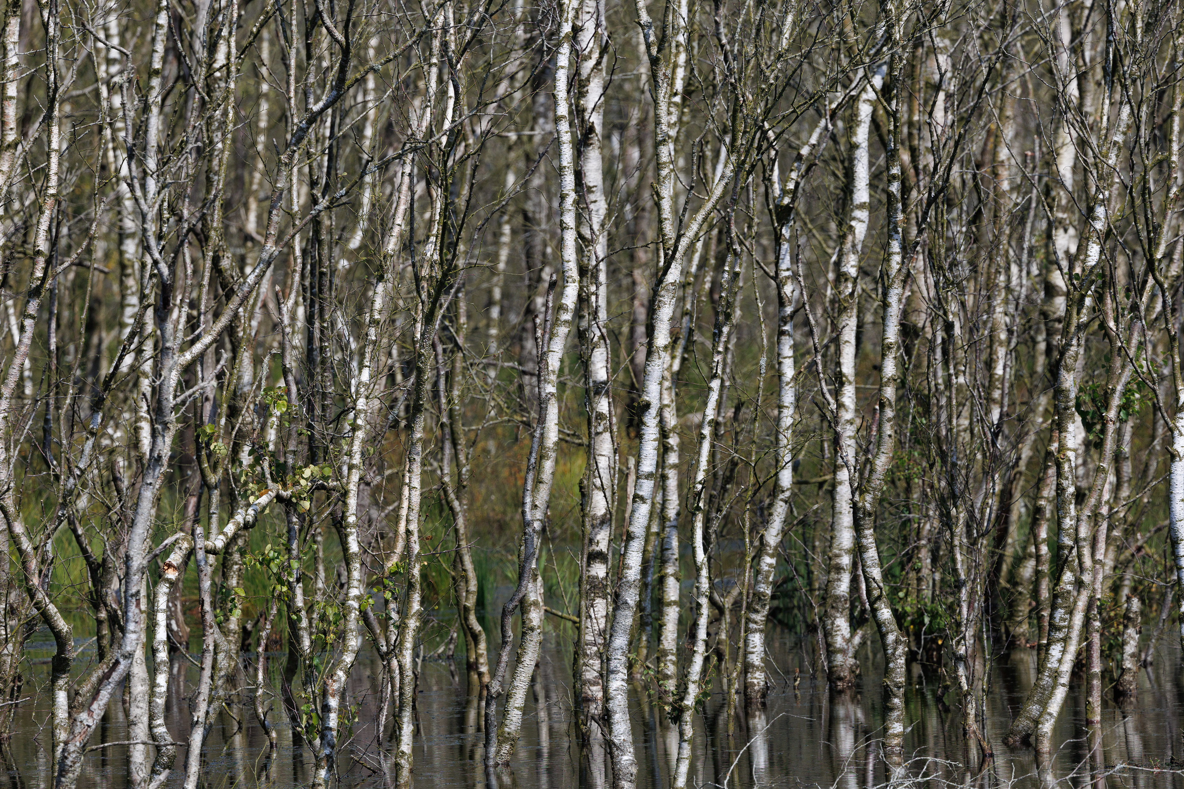 Naturgenopretning i Stor Vildmose