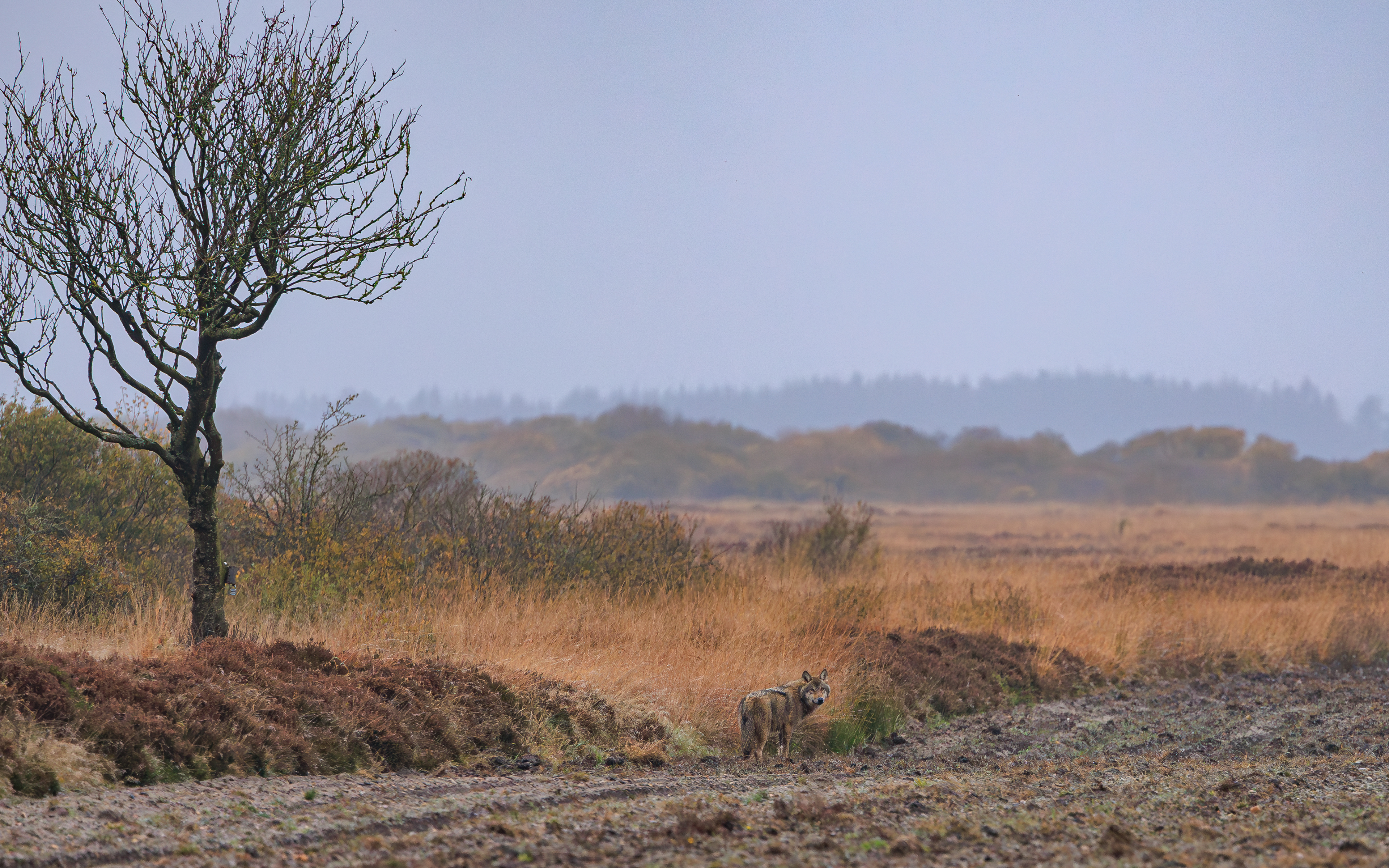 Ulv på Borris Skydeterræn