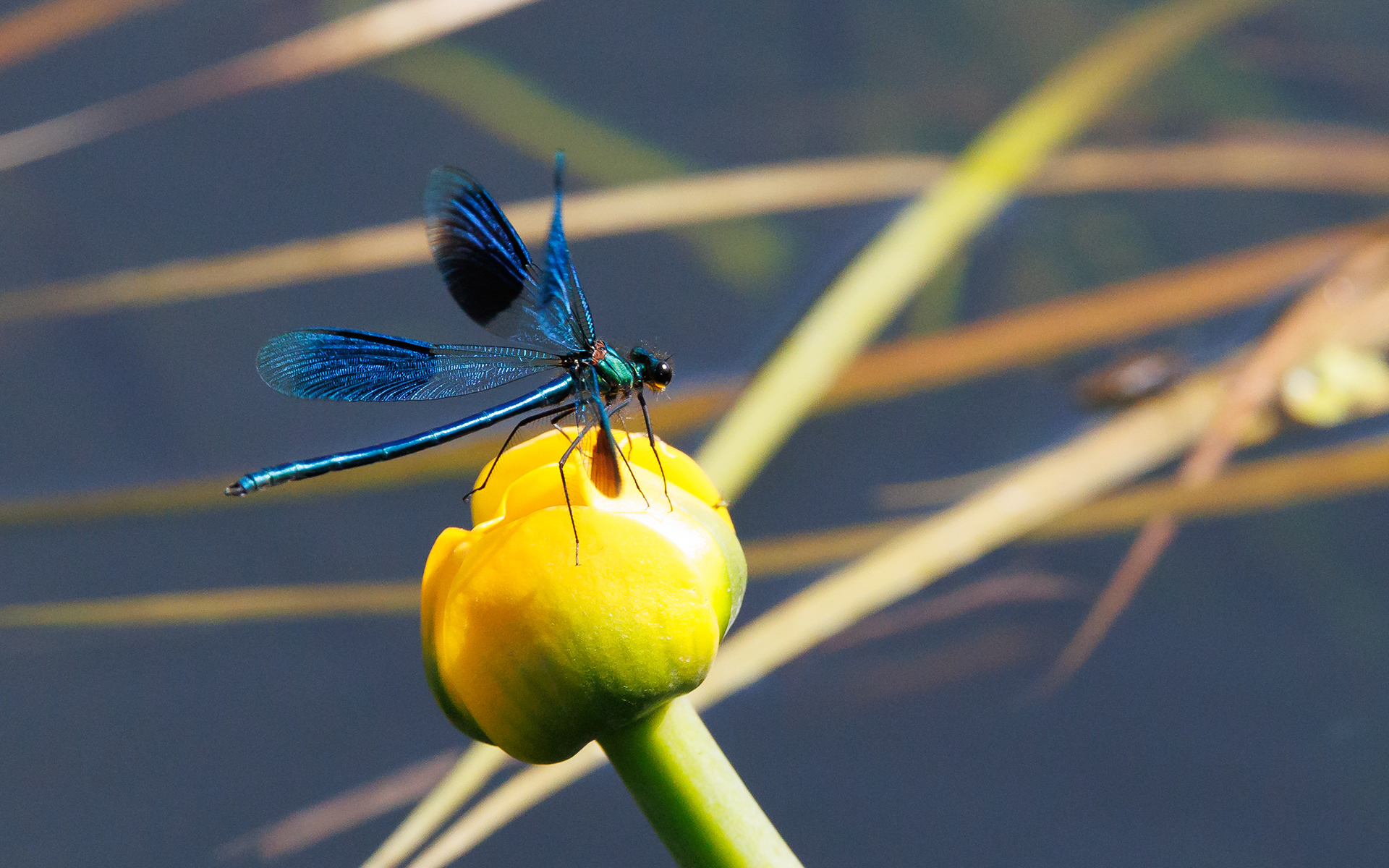 Blåbåndet pragtvandnymfe