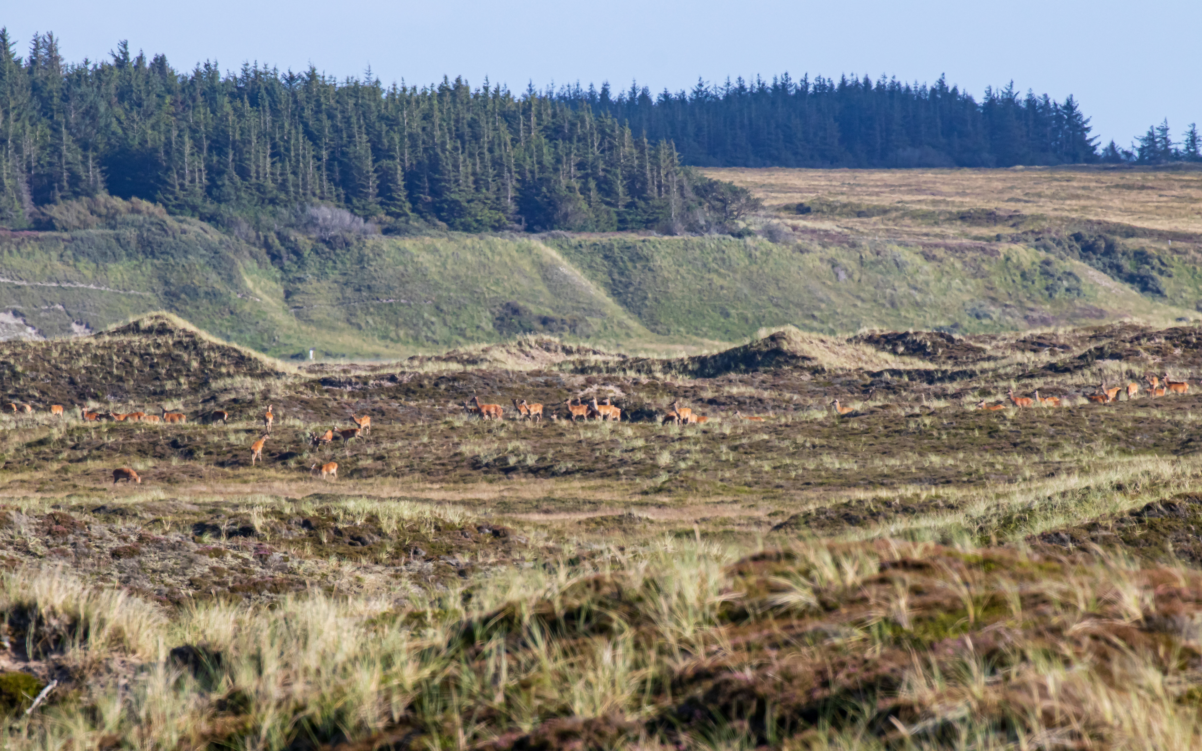 Krondyr i Risbjerge i Hanstholm Vildtreservat med Blegsø Skrænten i baggrunden
