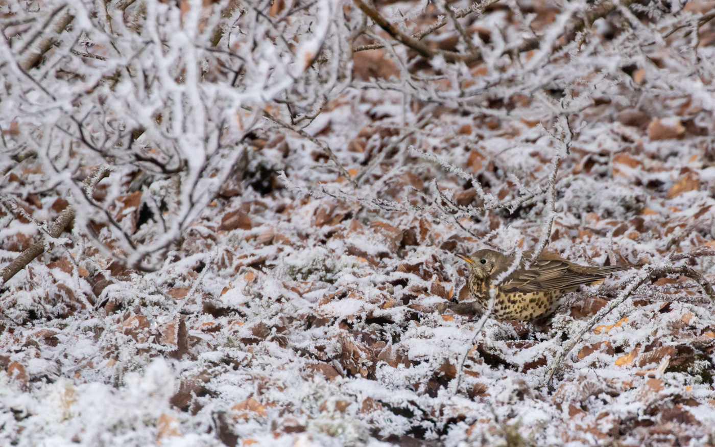 Misteldrossel (næppe sangdrossel) i skovbunden i Ravnkilde - en af de få på denne tid