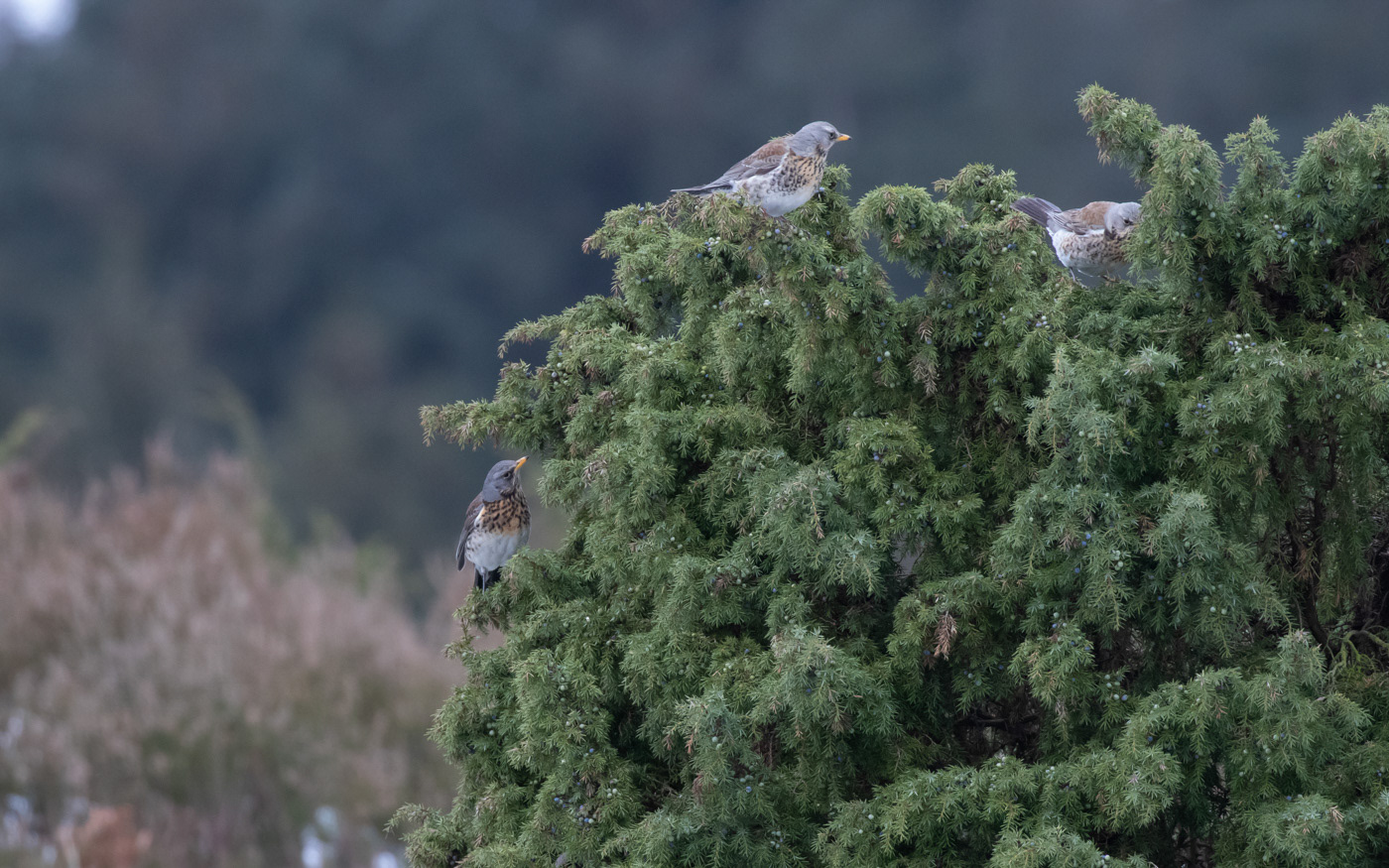 Sjagger i Rebild Bakker