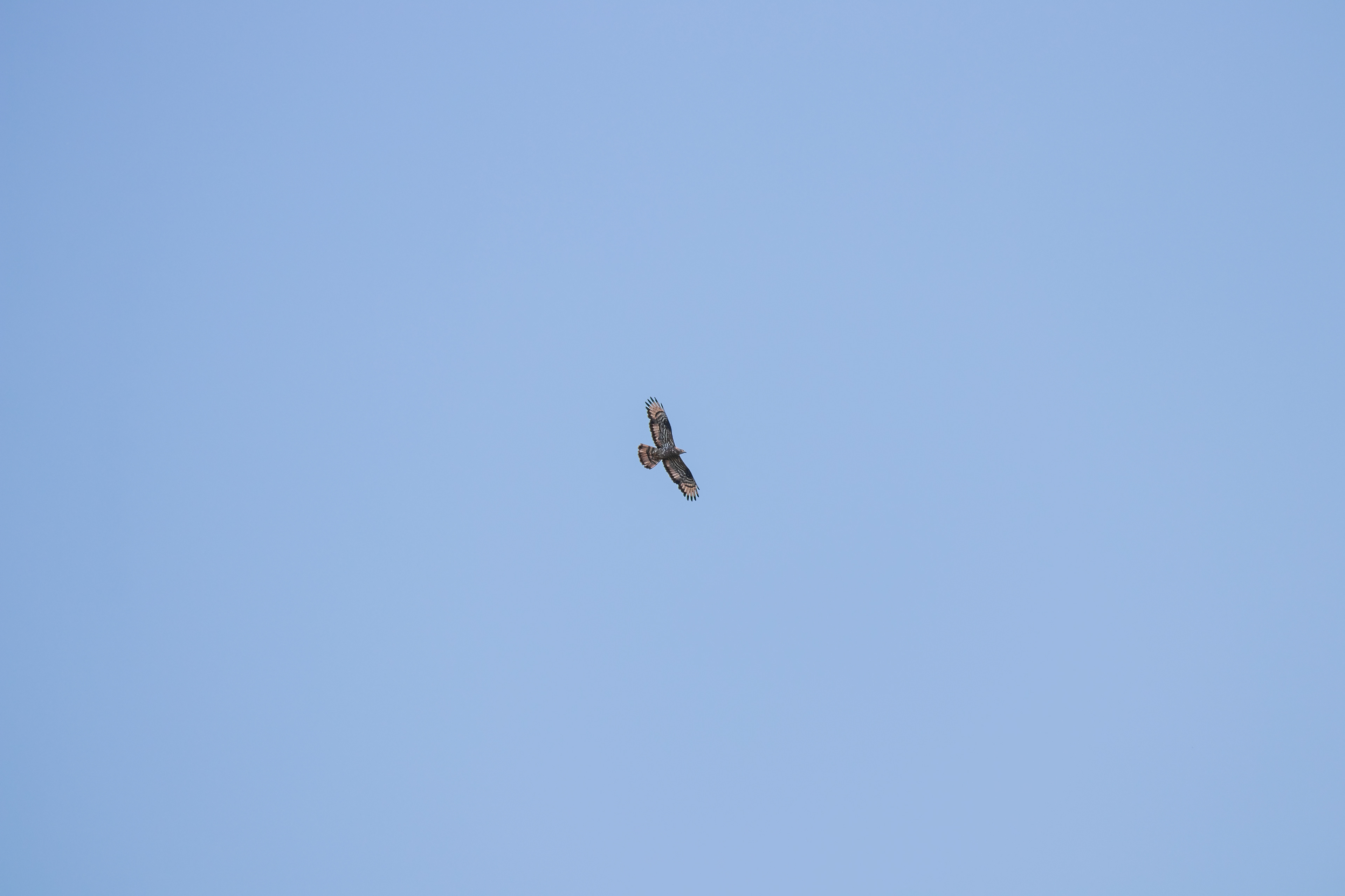 Hvepsevåge 9.8.2020