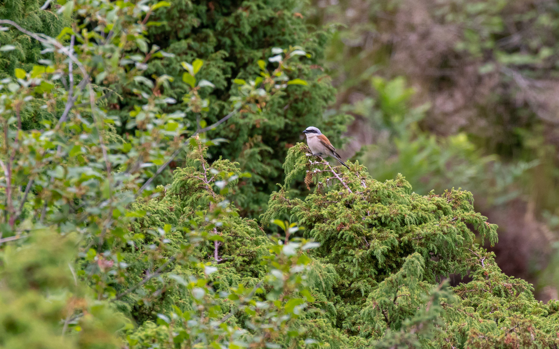 Rødrygget tornkade, han. Rebild Bakker