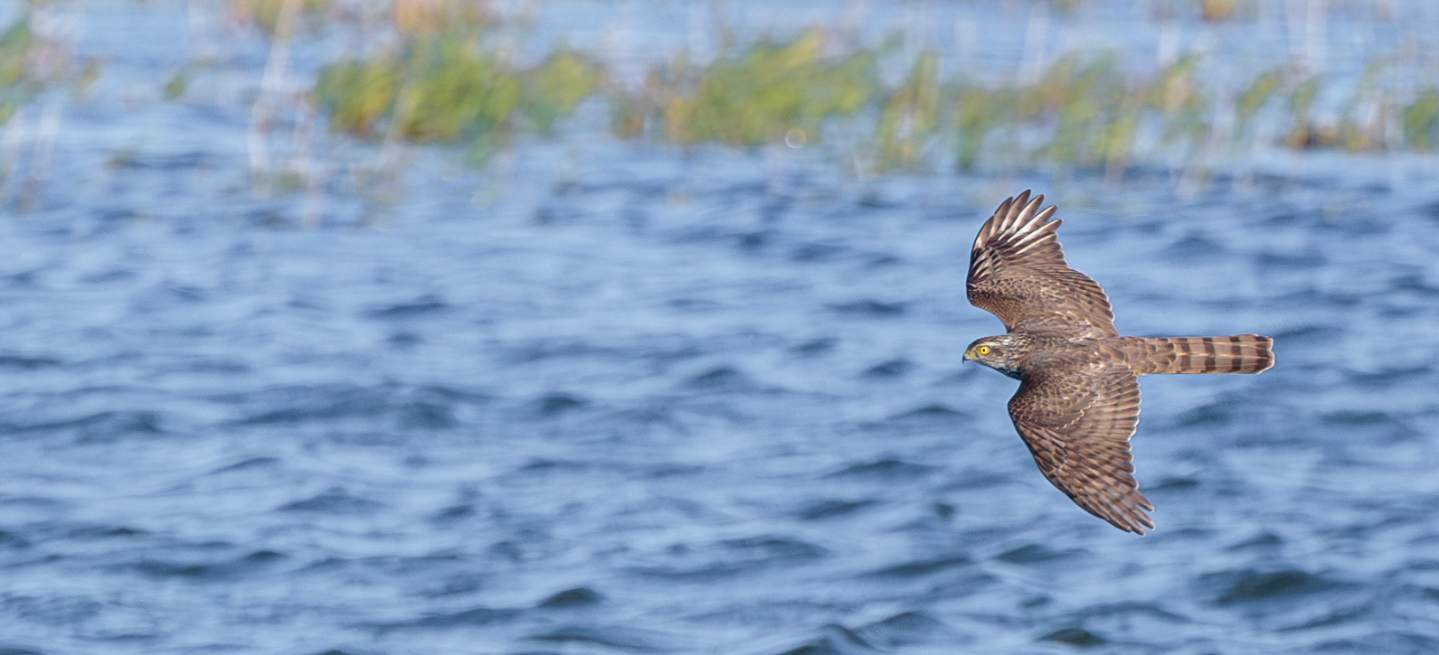 Spurvehøg over Flommen