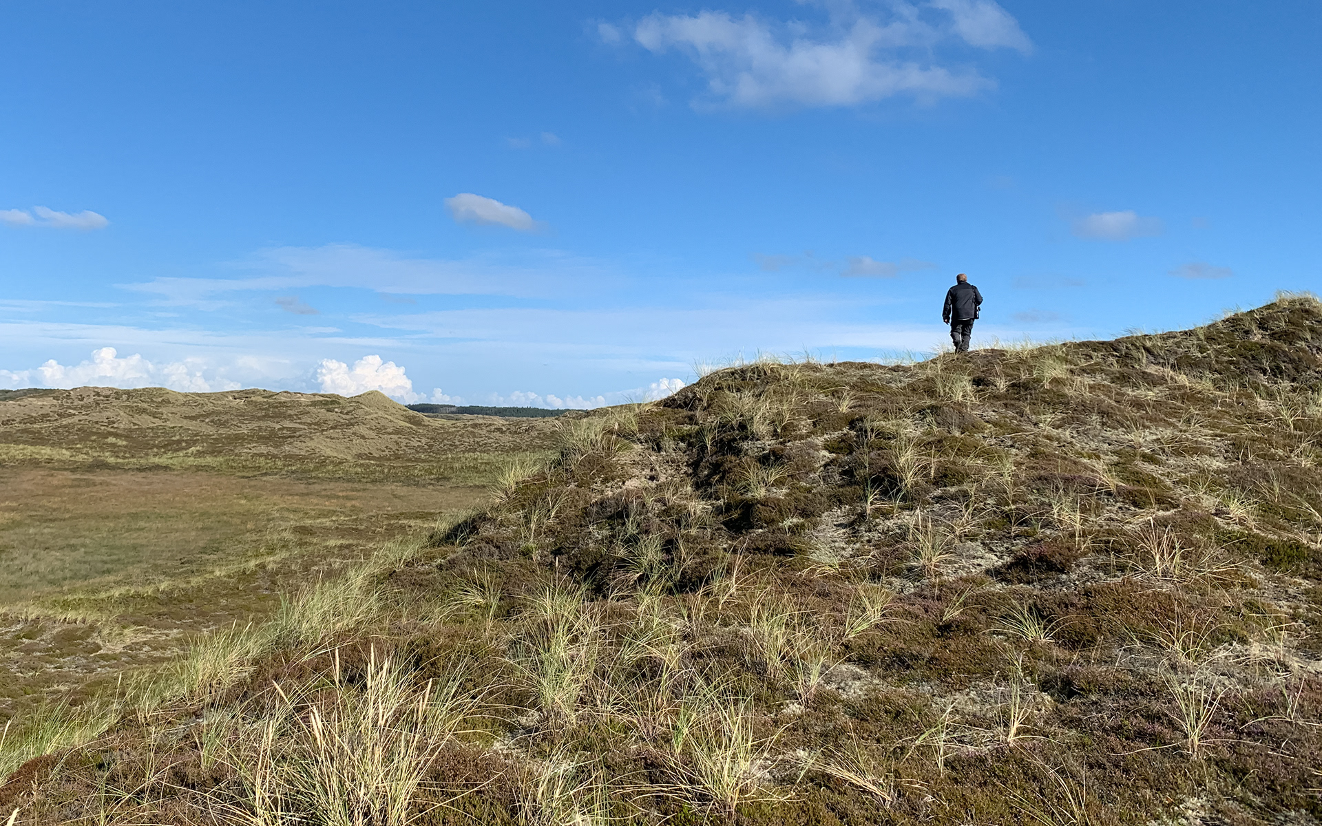 Klit med Skov på toppen