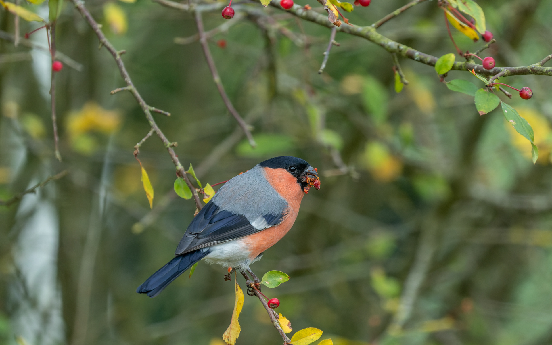 Dompap i haven - spiser kerner fra Sargentæble-hækken