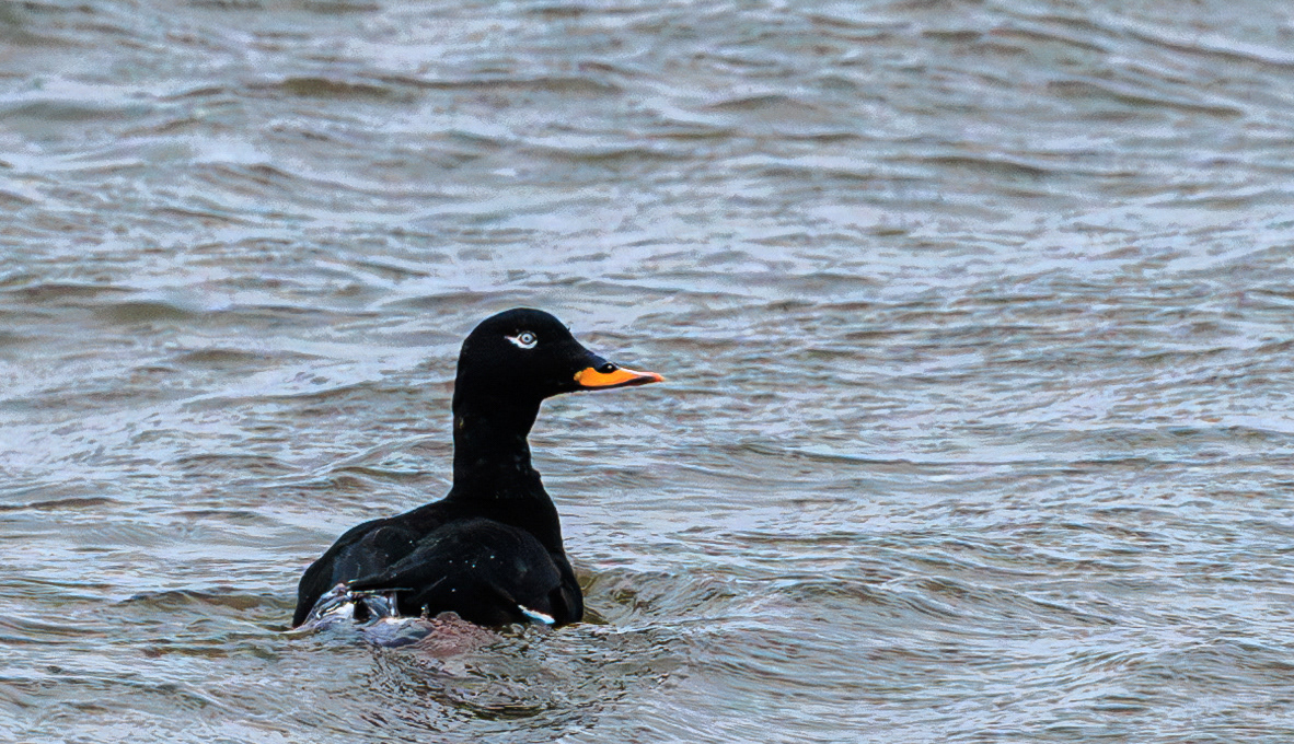 Fløjlsand i havet ved Øster Hurup