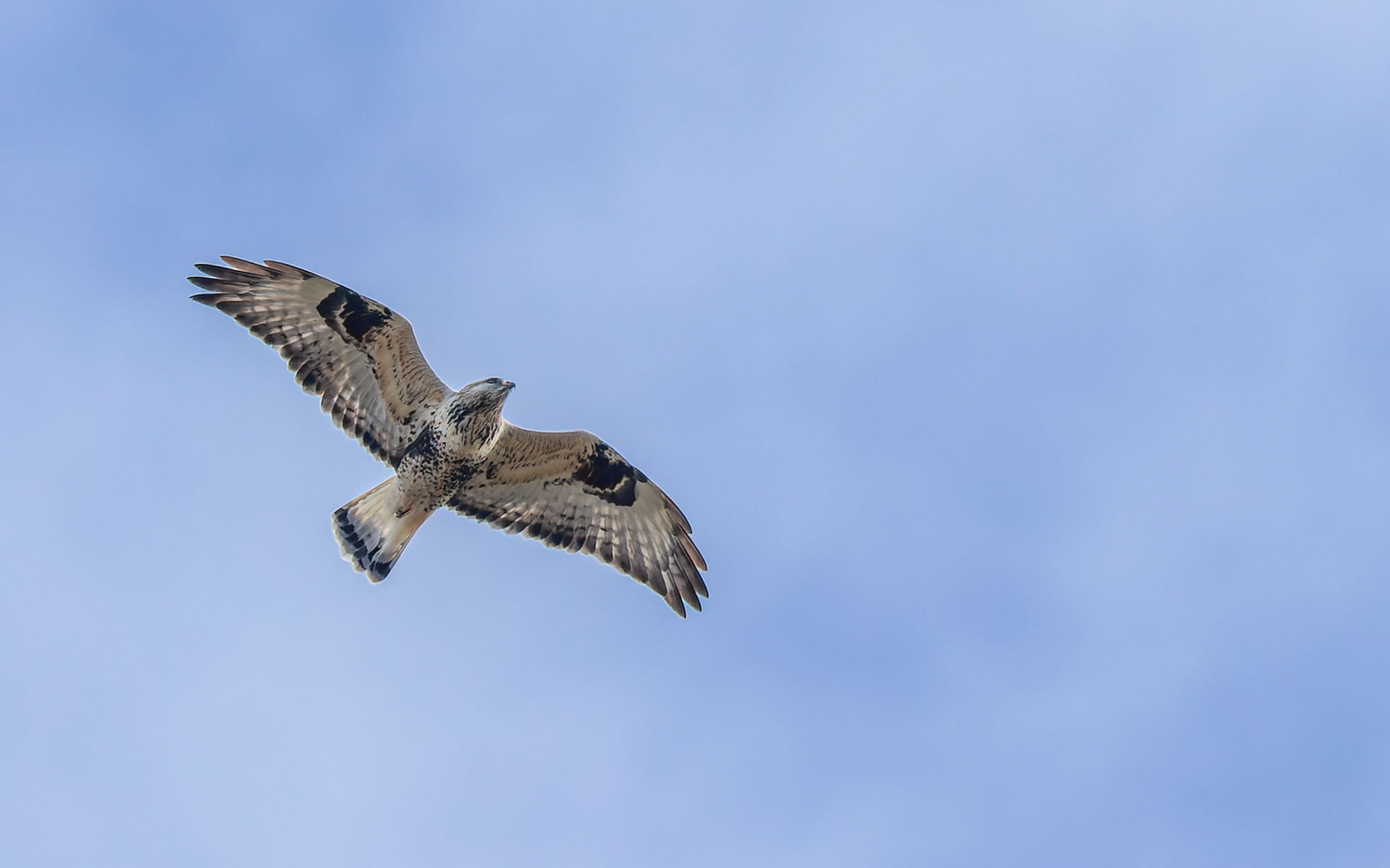Fjeldvåge - Falsterbo