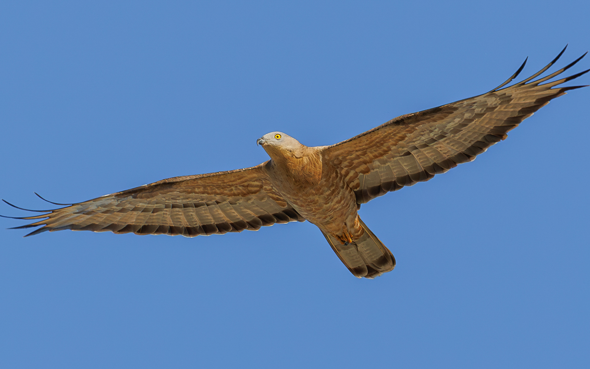 Hvepsevågernes forårstræk i Skagen