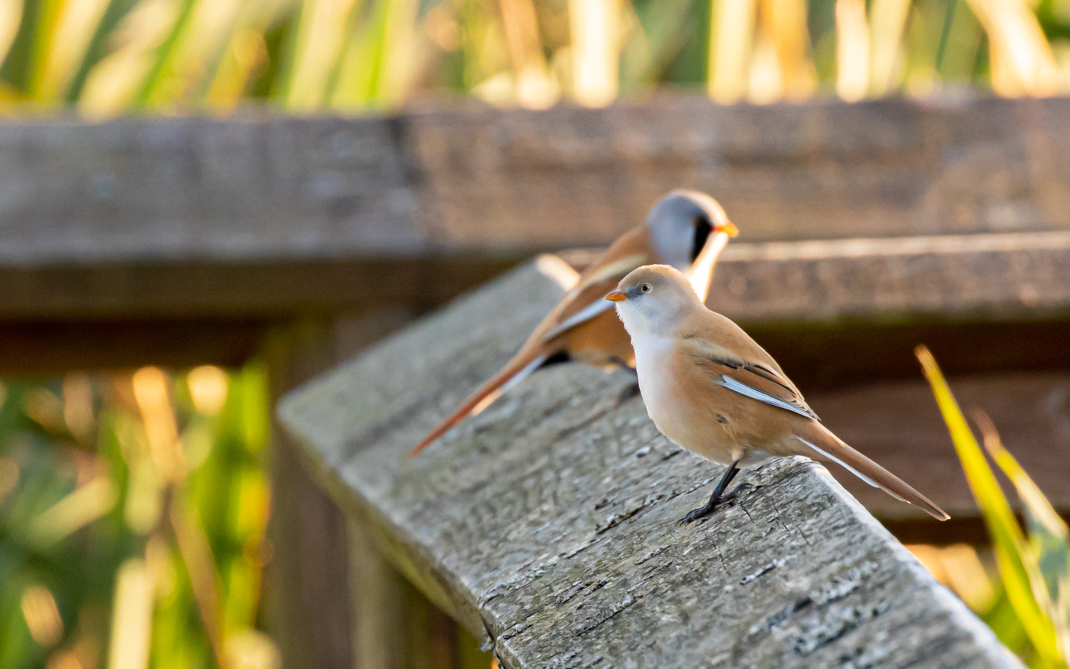 Skægmejse - Han Vejle, Vejlerne