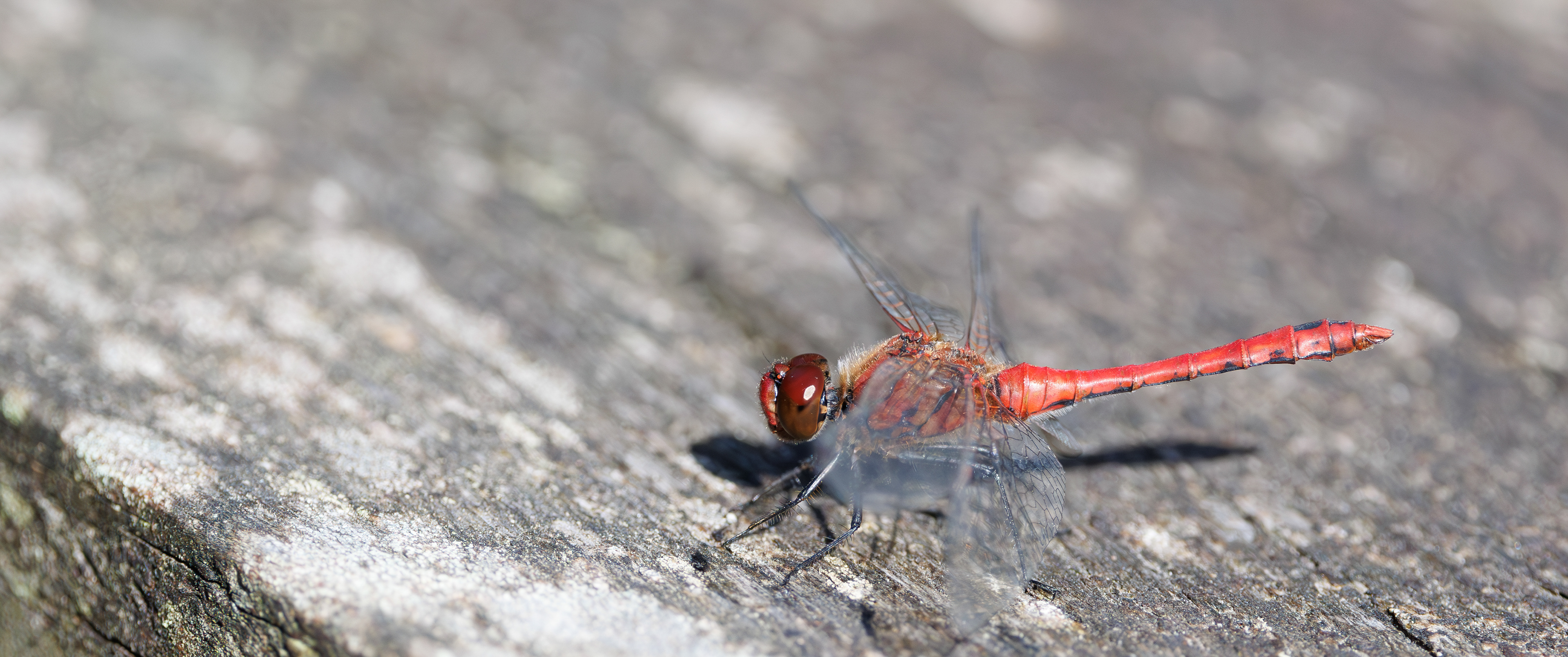 Blodrød hedelibel. Portlandsmosen. Lille Vildmose