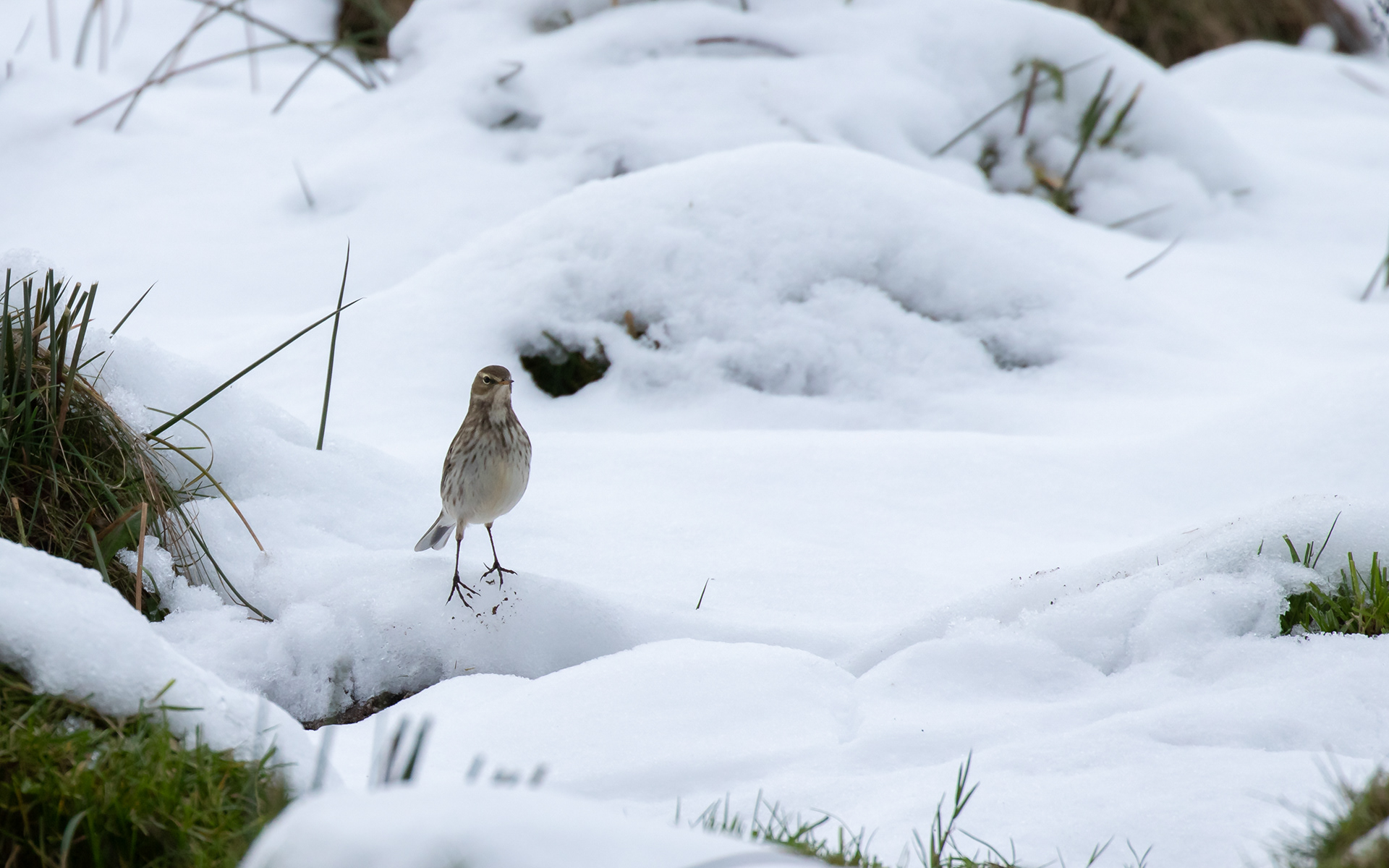 Bjergpiber ved Ravnkilde