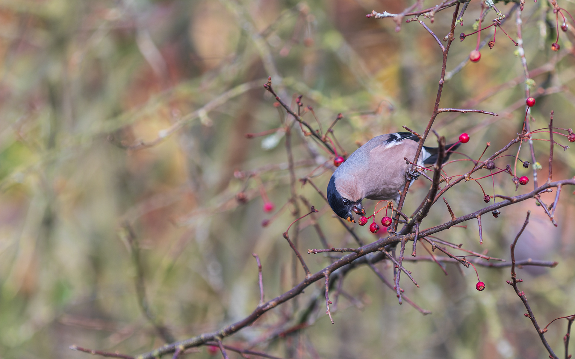 Dompap smovser i Sargentæblerne