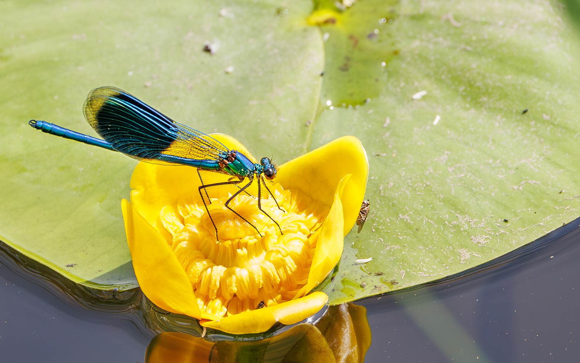 Blåbåndet pragtvandnymfe