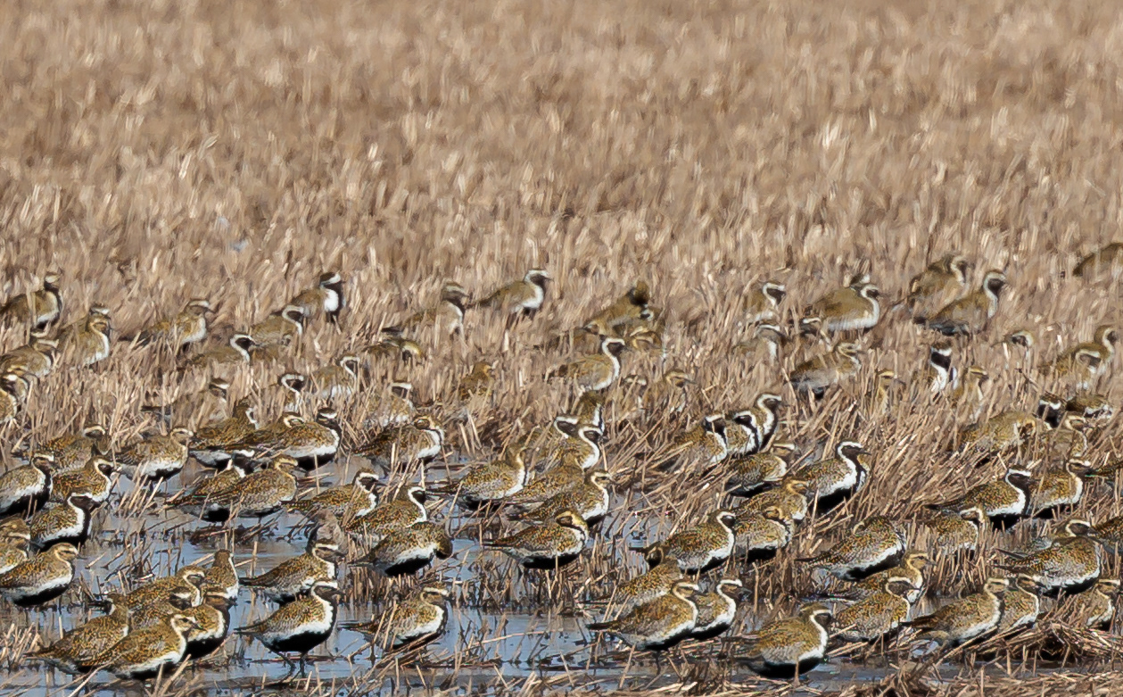 Hjejler. Lille Vildmose
