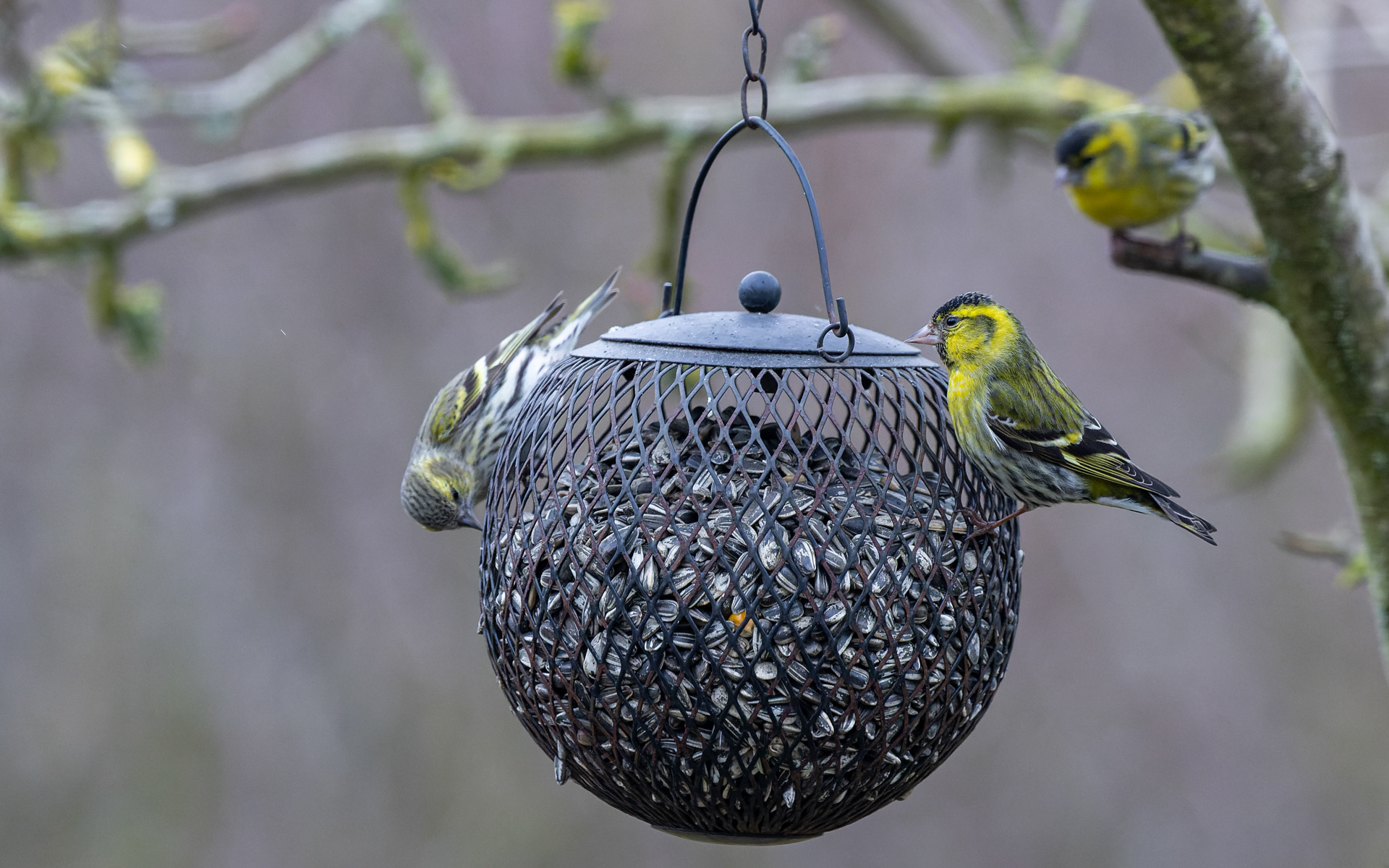 Grønsiskener - det er vist de mindste finker, der besøger haven
