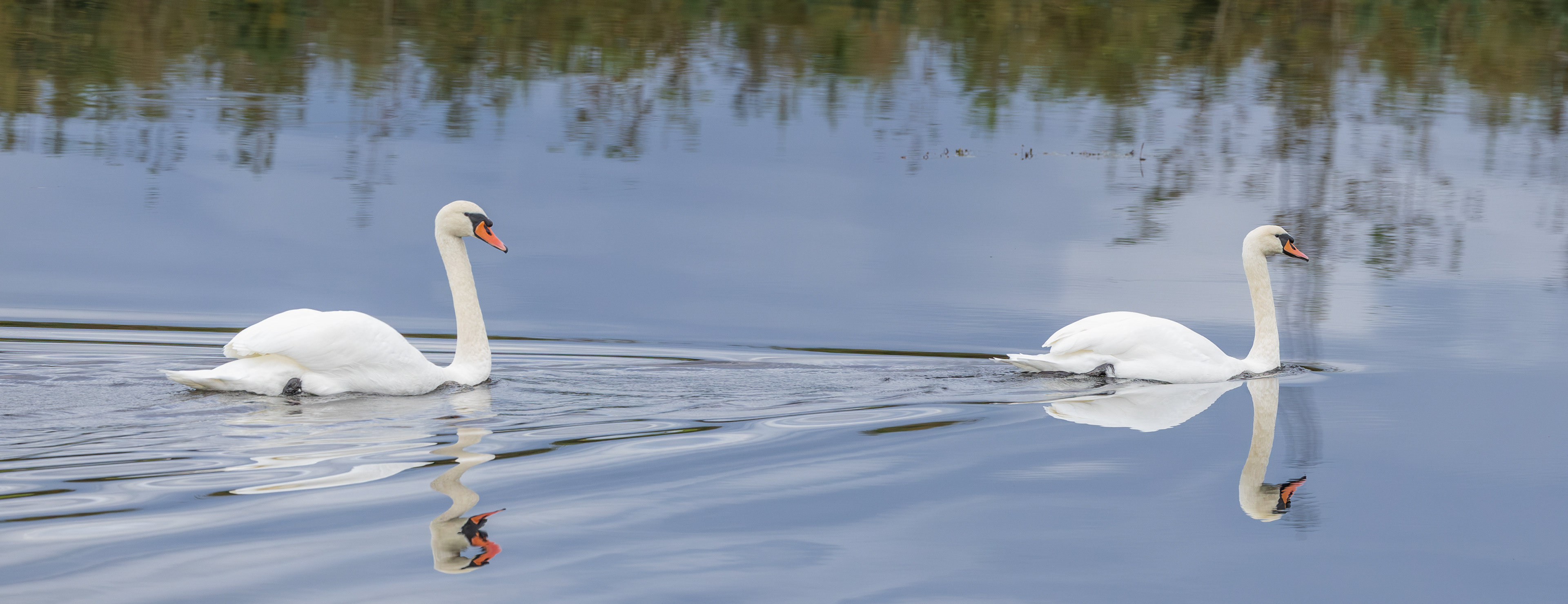 Knopsvaner. Juelstrup Sø