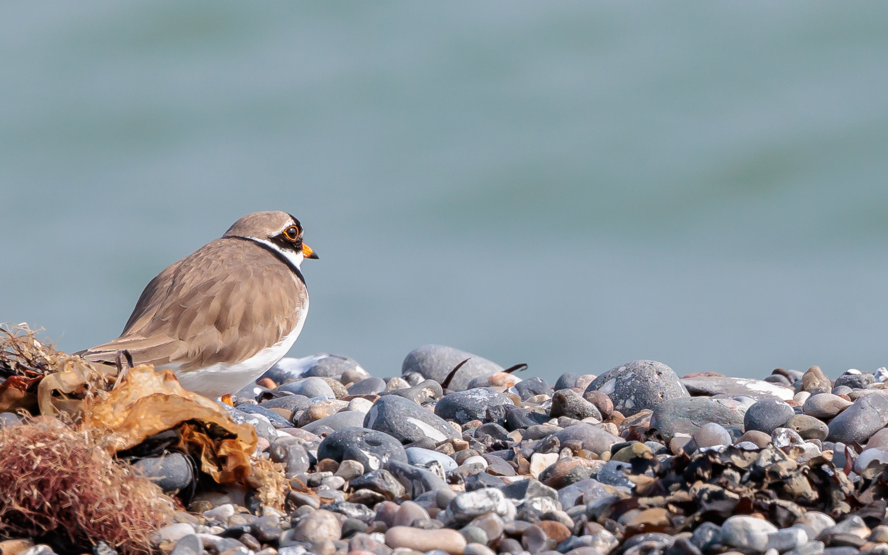 Stor præstekrave. Gjerrild Nordstrand 24. april
