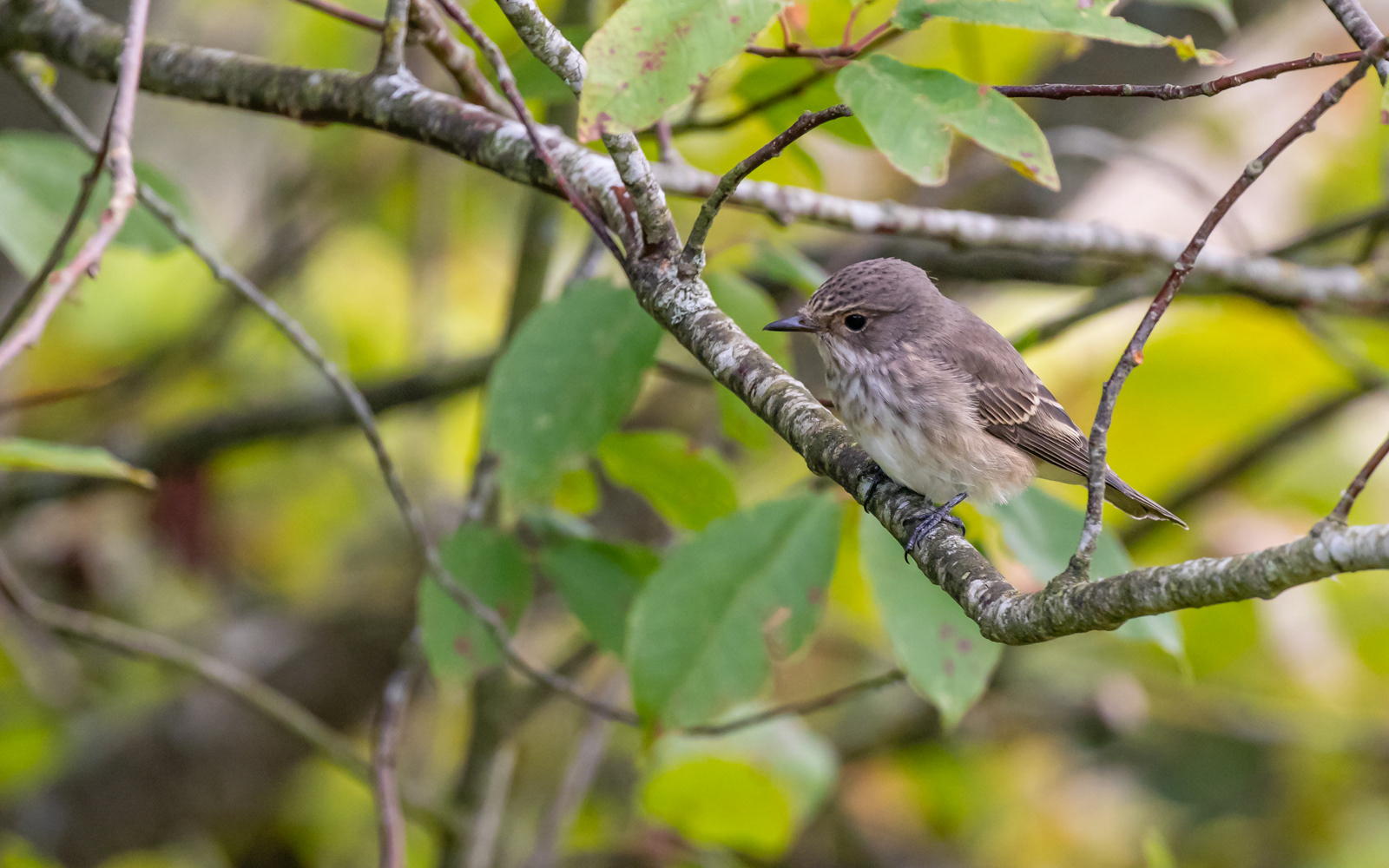 Grå fluesnapper hjemme i haven