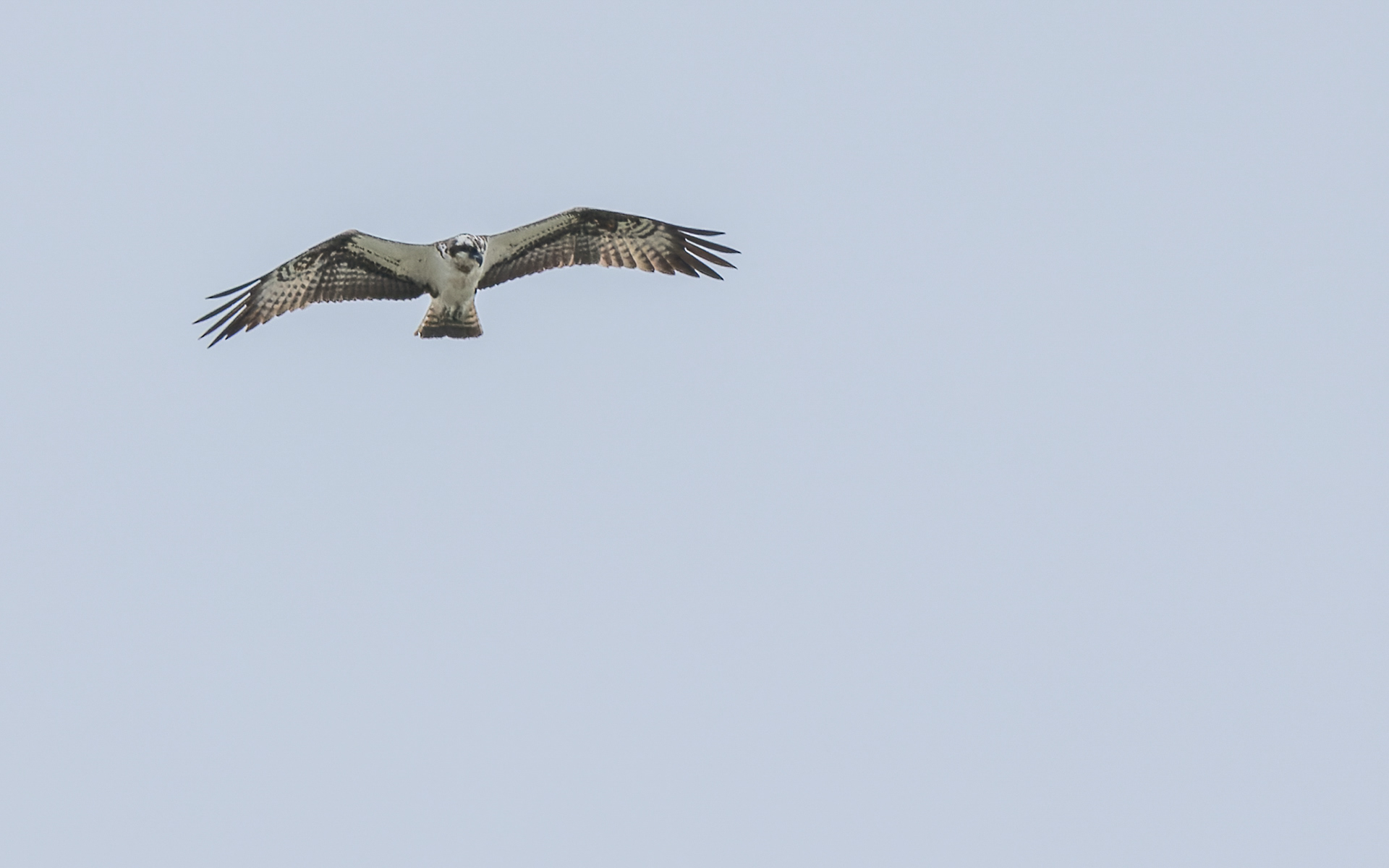 Fiskeørn over Lund Fjord - fra en tur med "gråmejserne"