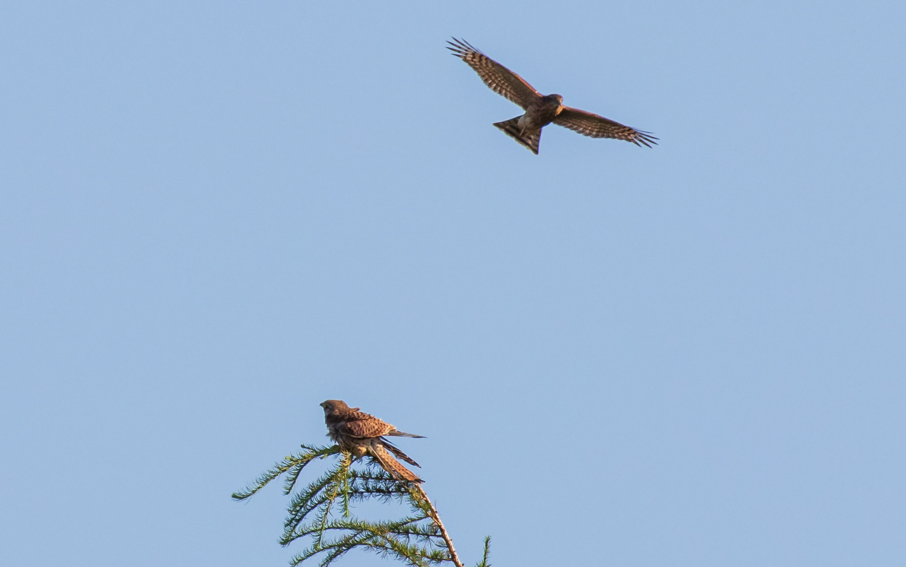 Tårnfalk chikaneres af spurvehøg (juvenil)