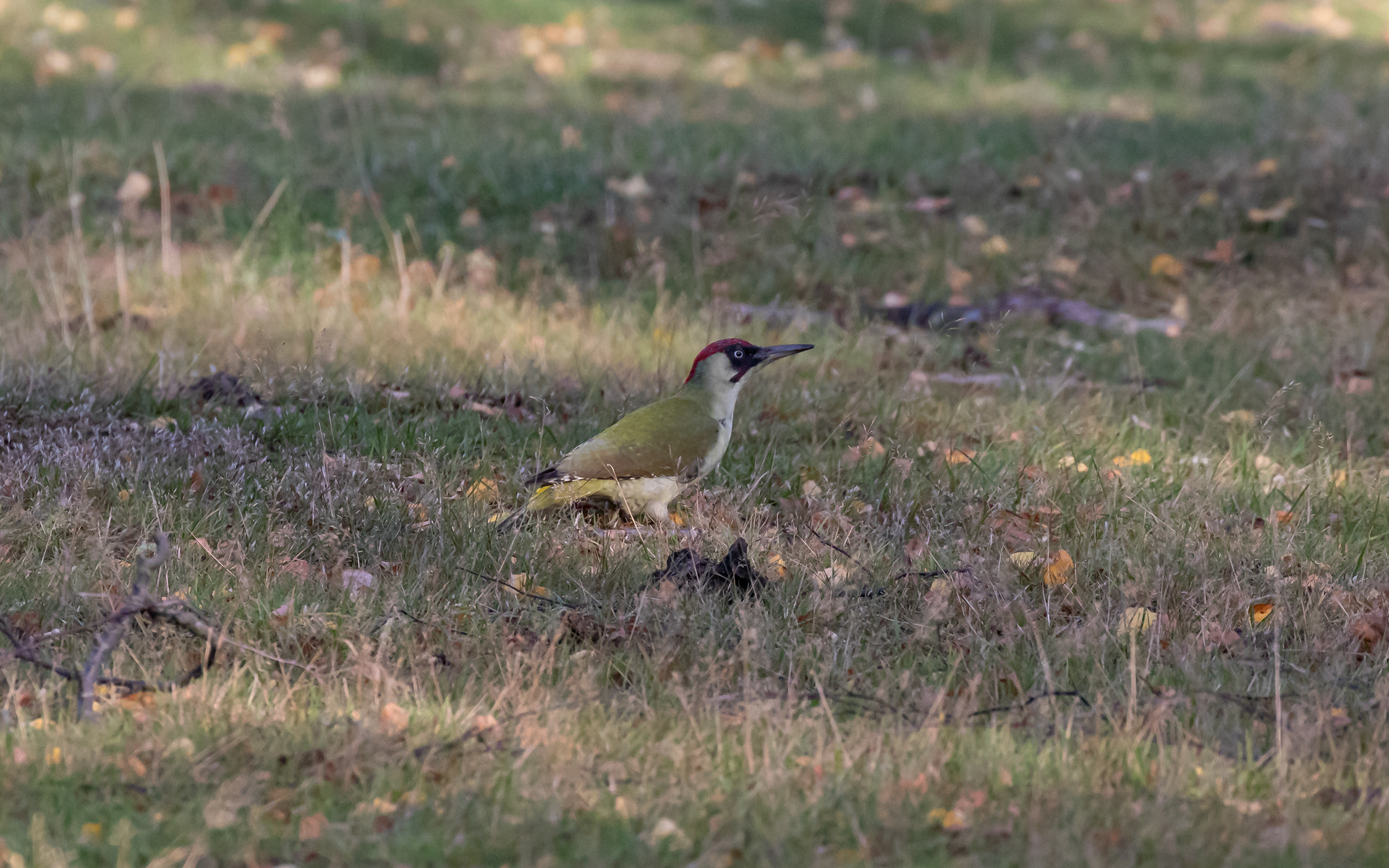 Grønspætte i birkelunden ved Ljungen