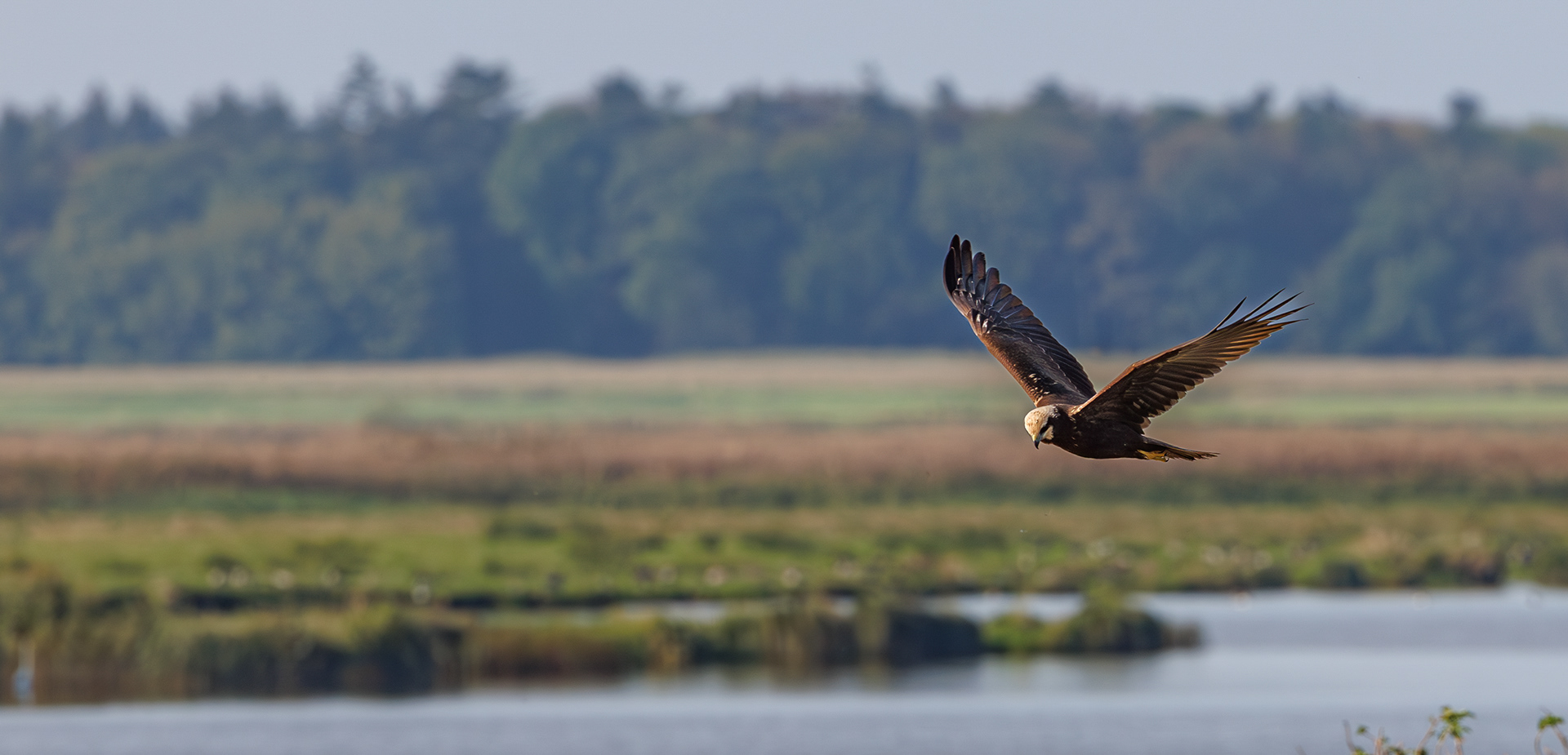 Rørhøg ved Vilsted Sø