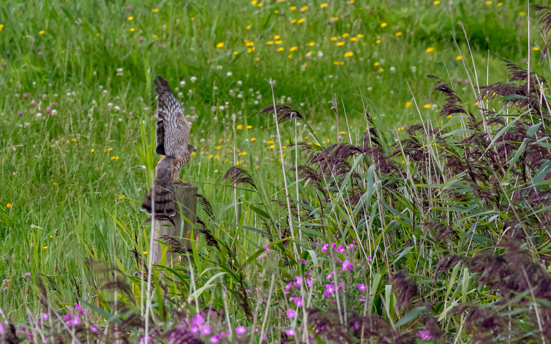 Spurvehøg ved kraptårnet