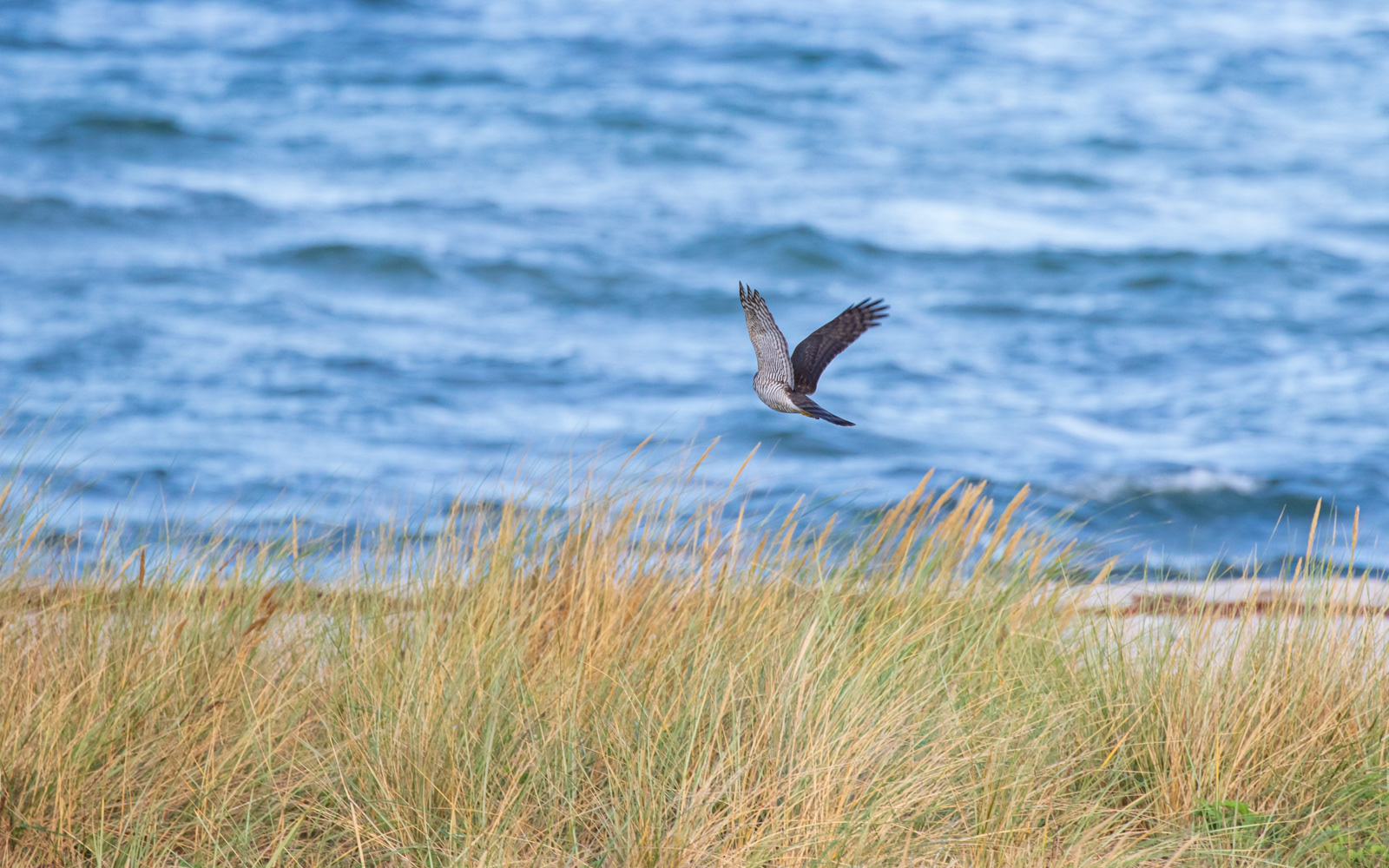 Spurvehøg forlader Falsterbo-halvøen med kurs mod Sjælland