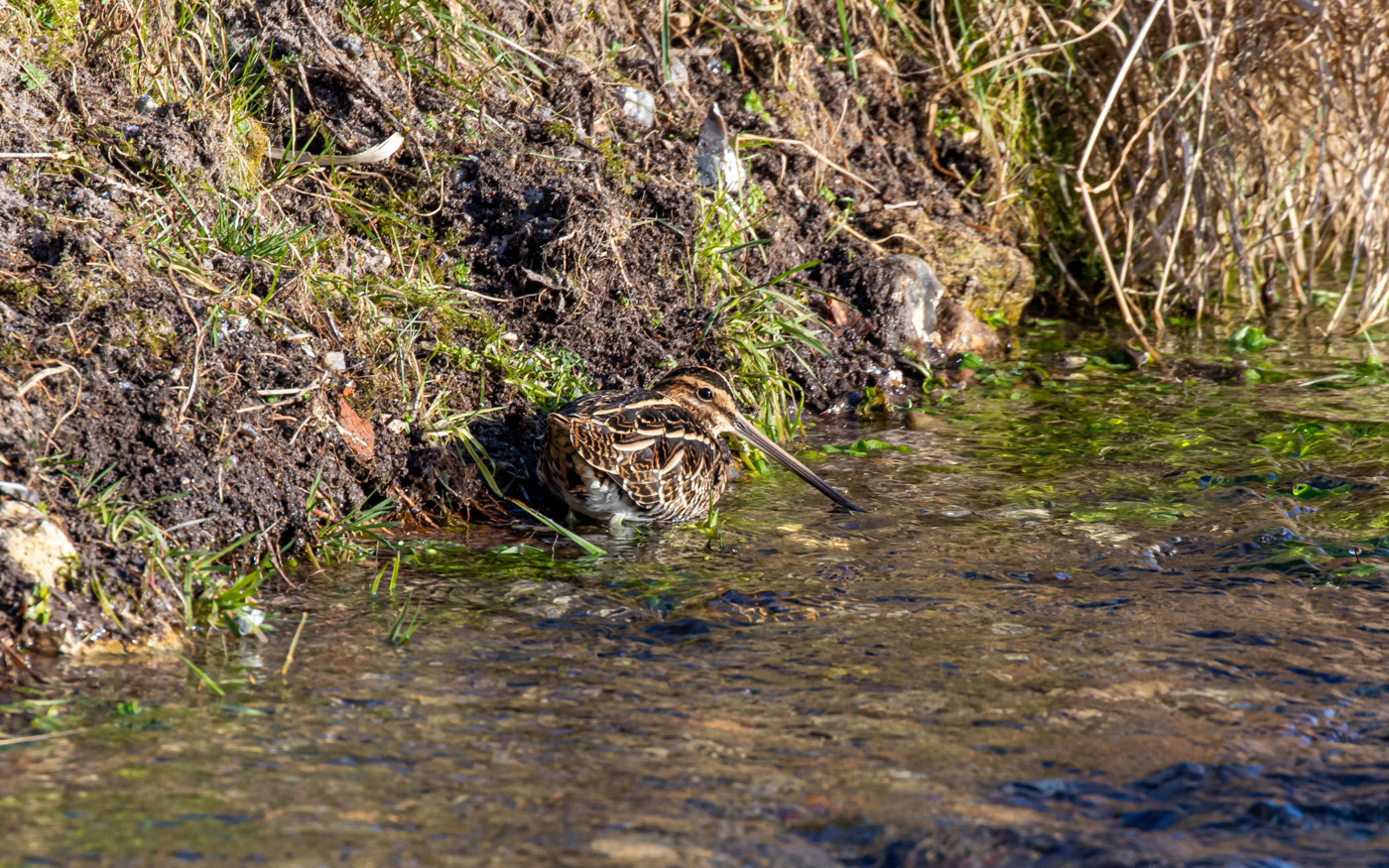 Dobbeltbekkasin i Skillingbro-bækken