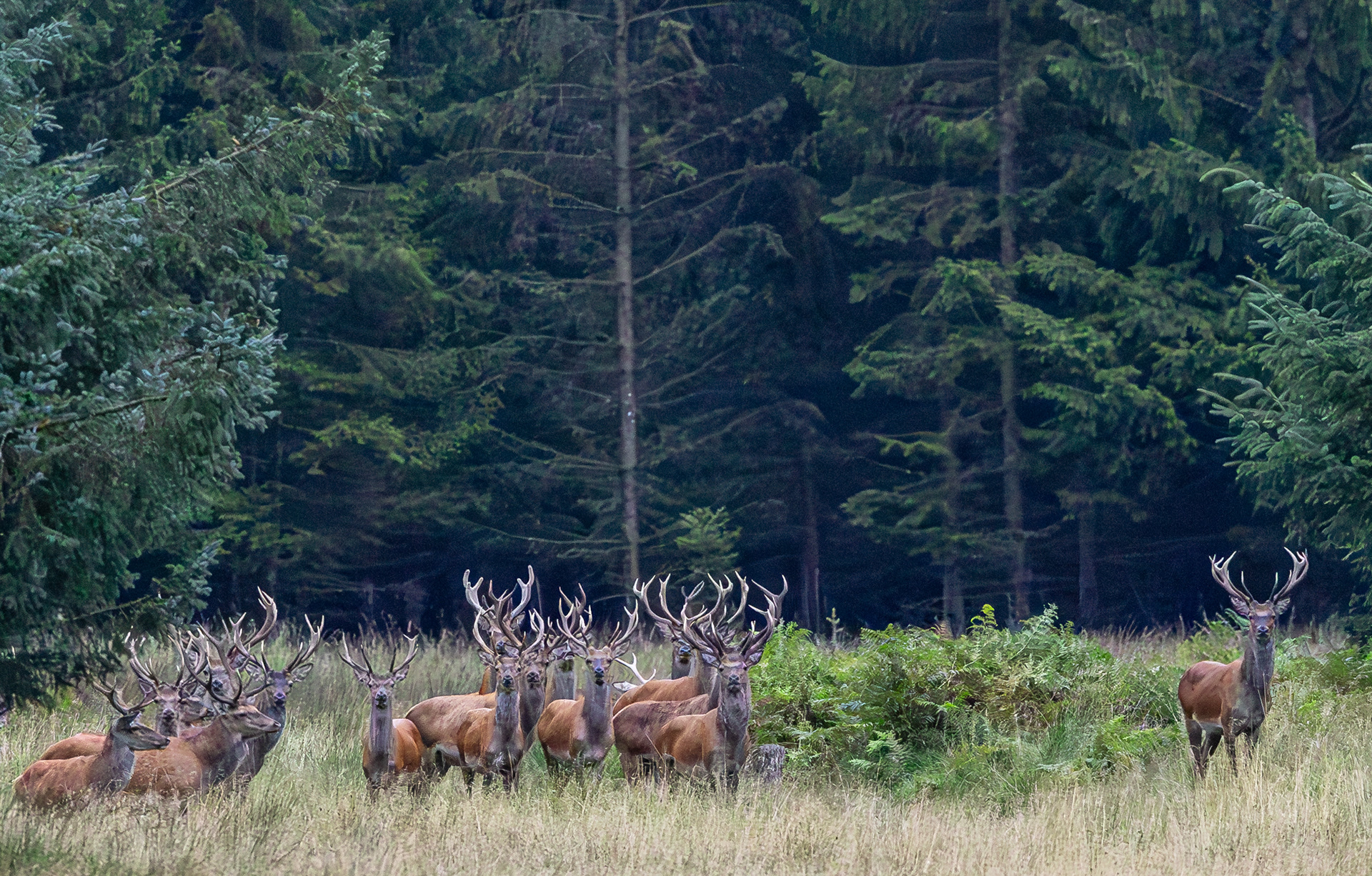 Kronhjorte lige før brunst. Rold Skov