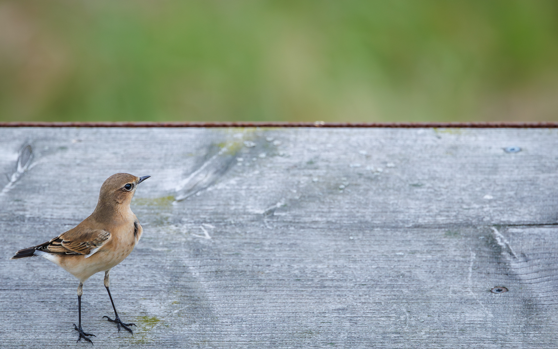 Stenpikker i Store Vildmose (ved Aage V. Jensen-tårnet)