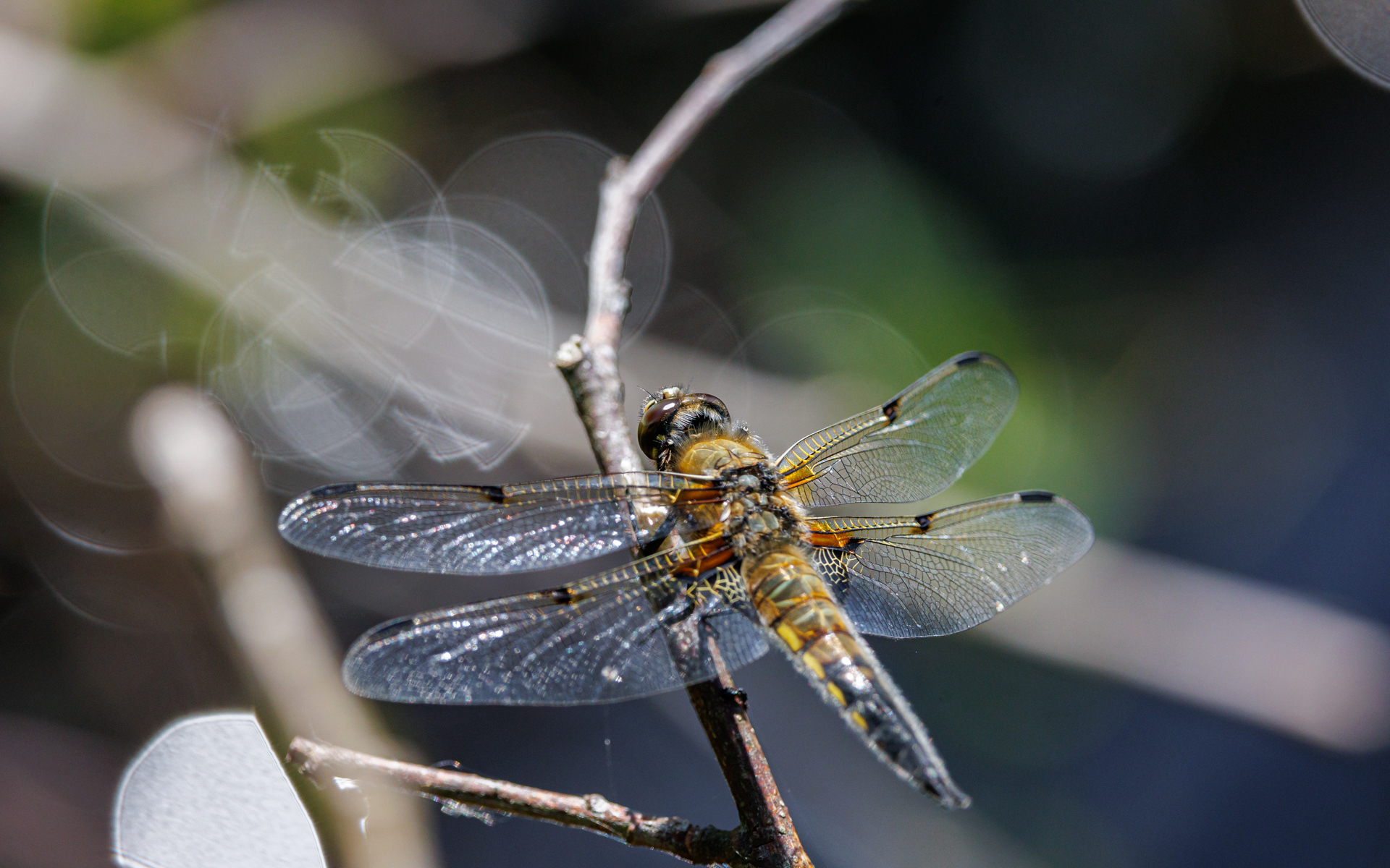Fireplettet libel. Kaffepletten