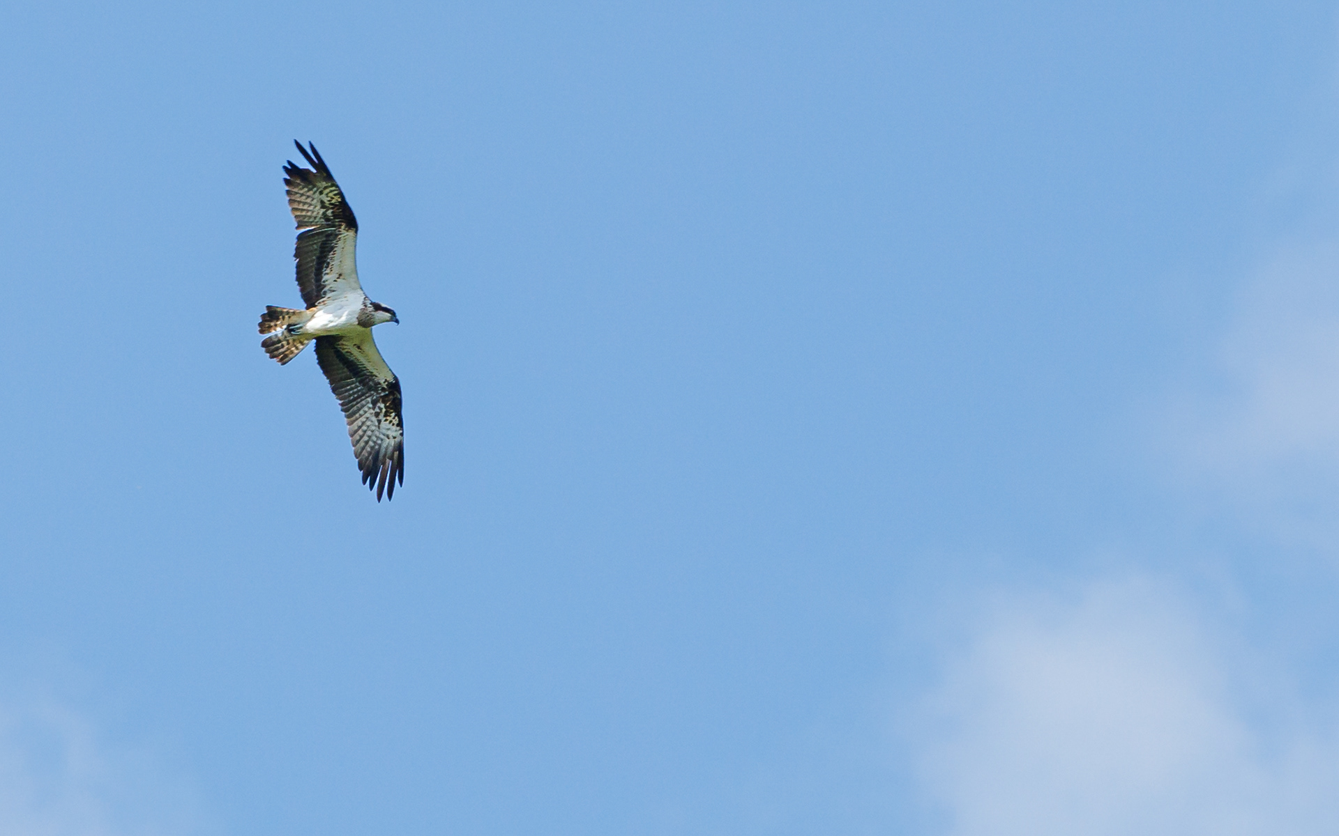 Fiskeørn i Gravlev Ådal