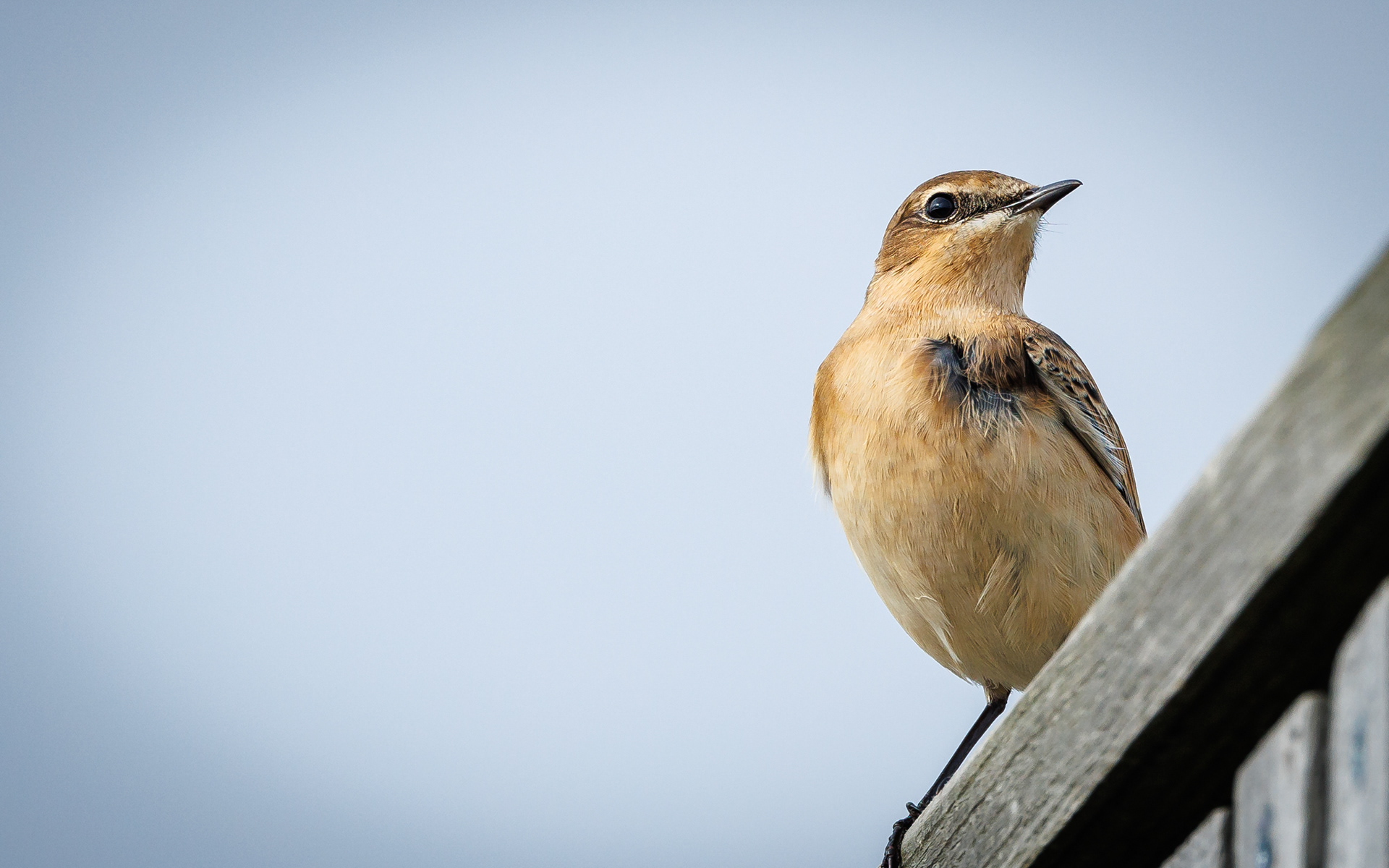 Stenpikker i Store Vildmose (ved Aage V. Jensen-tårnet)