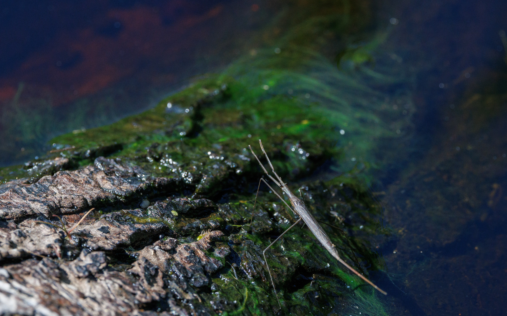 Stavtæge (og stavtægeæg). Kaffepletten