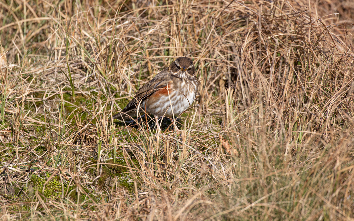 Vindrossel i Rebild Bakker