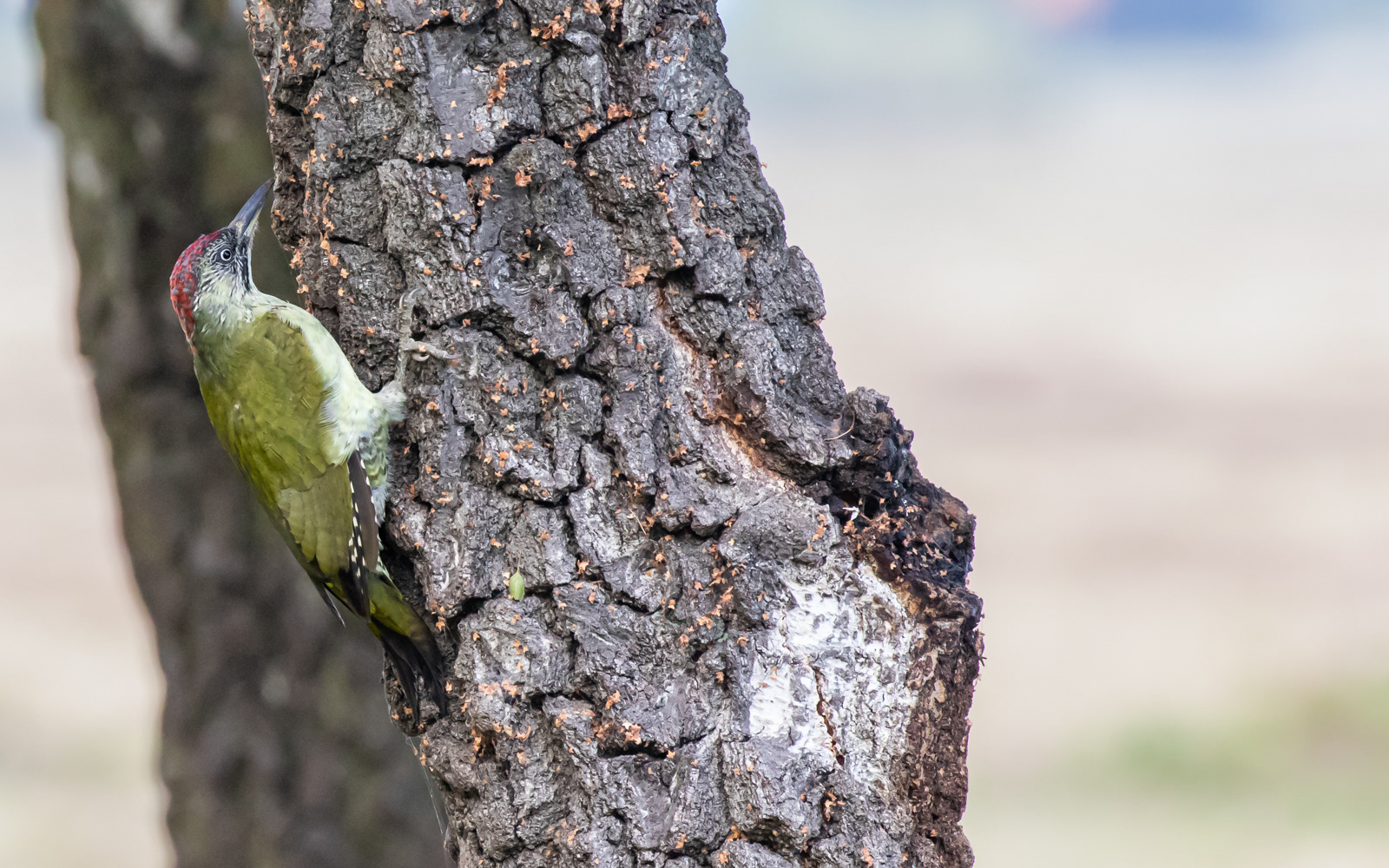 Grønspætte i birkelunden på Ljungen. Falsterbo