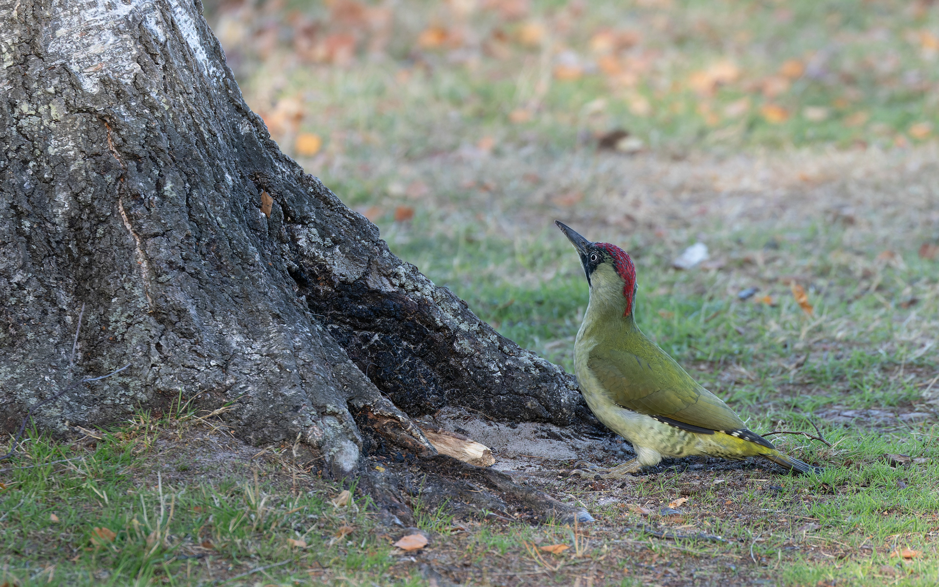 Fotovillig grønspætte i birkelunden ved Ljungen - Falsterbo