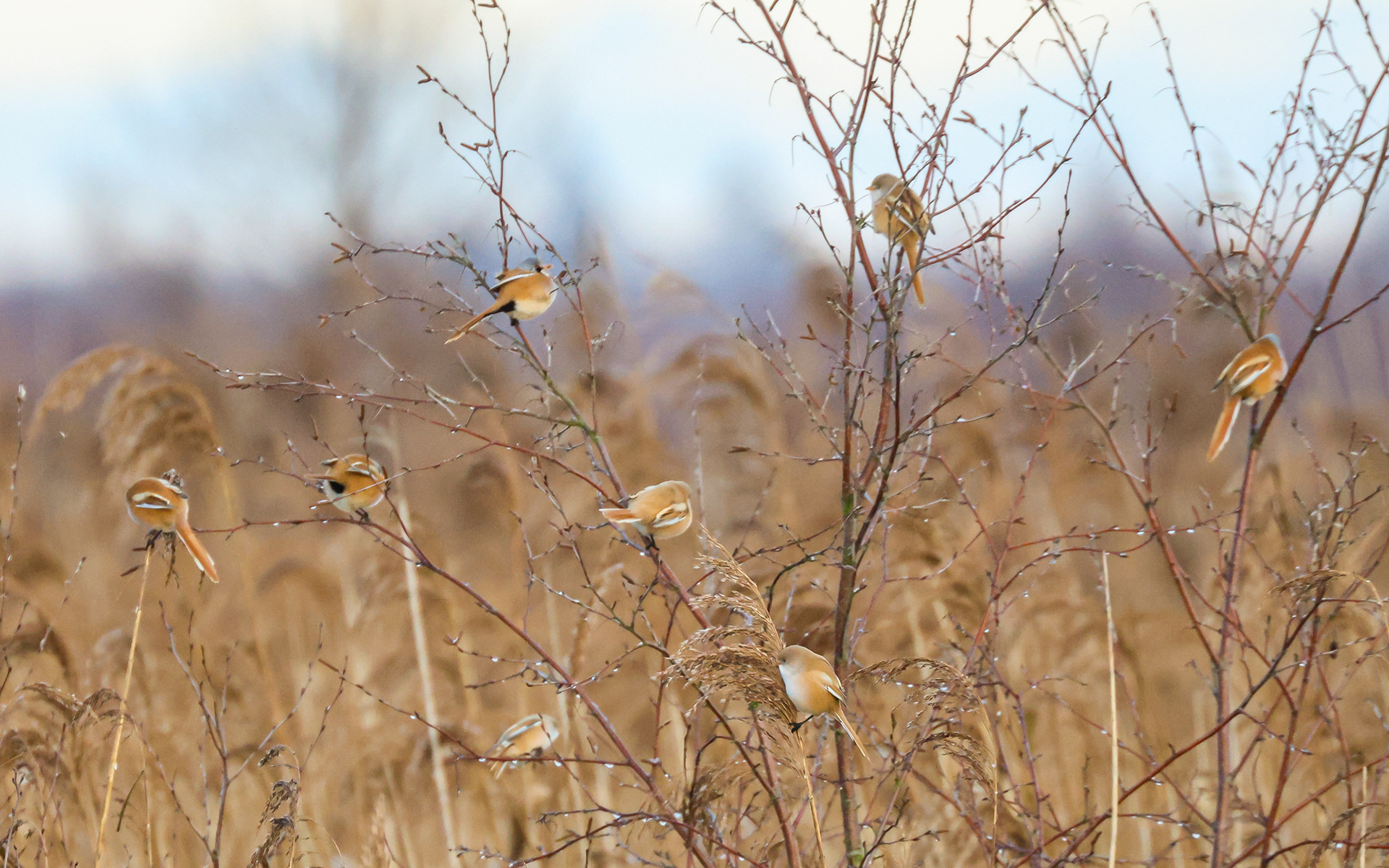 Skægmejser i Lille Vildmose