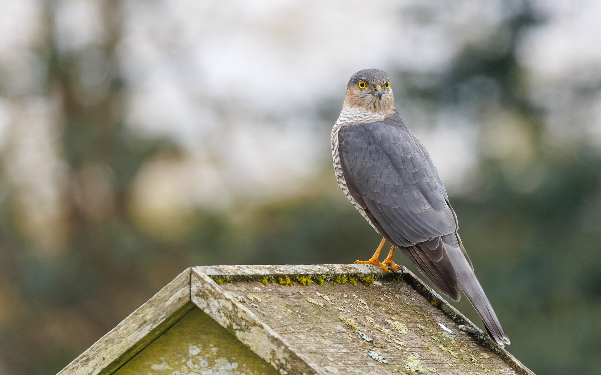 Spurvehøgen blev lokket til af de mange småfugle ved foderbrættet