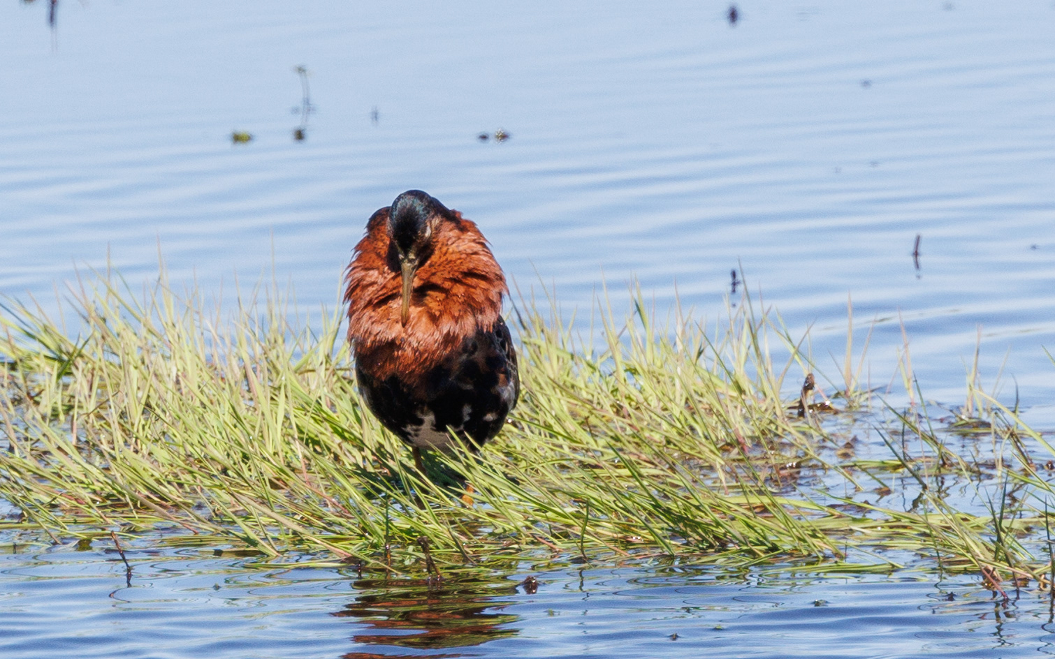Brushane i vandhul i Skibsted Ådal