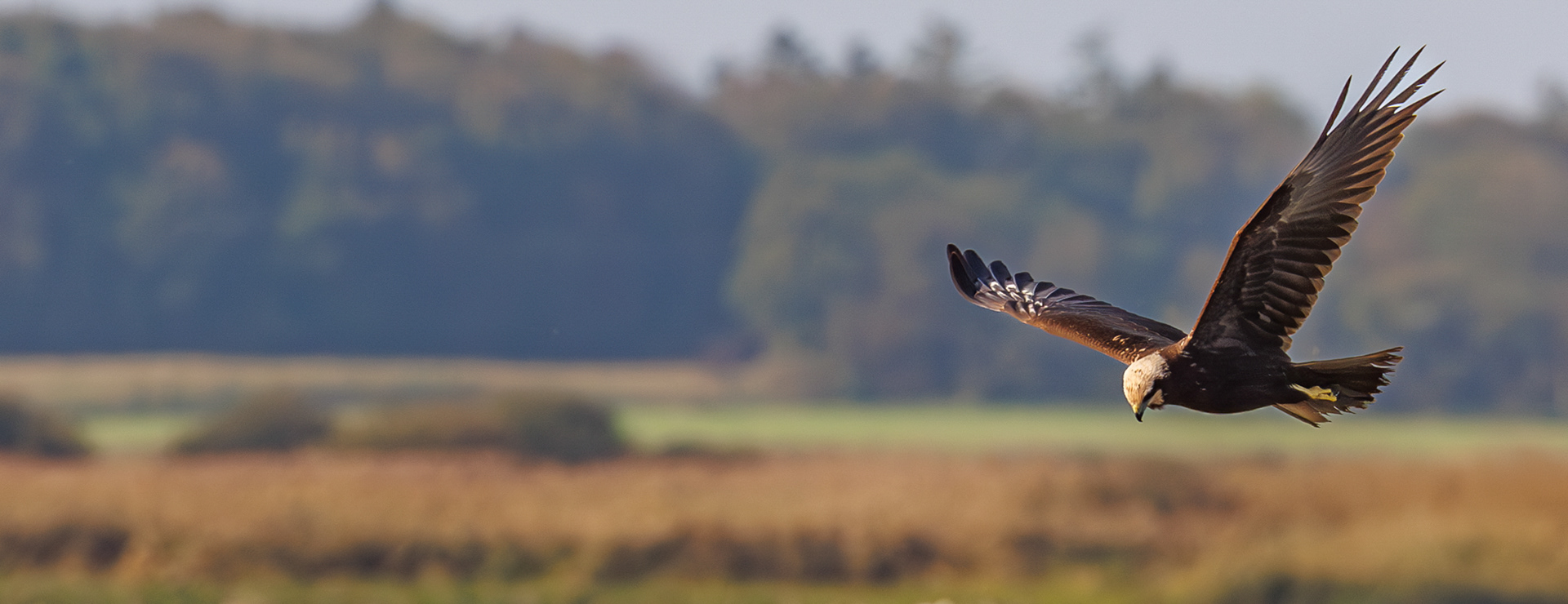 Rørhøg ved Vilsted Sø
