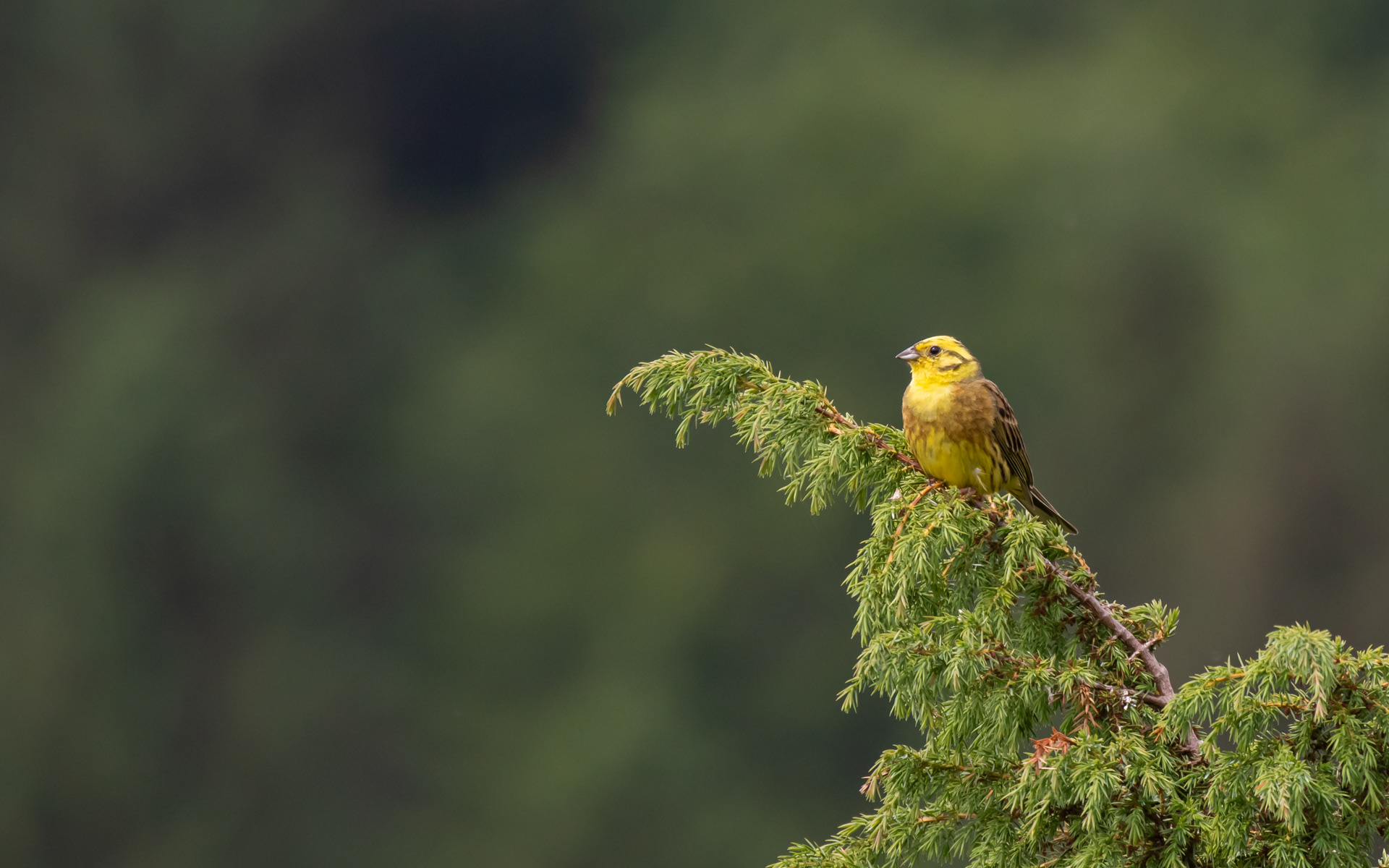 Gulspurv. Rebild Bakker